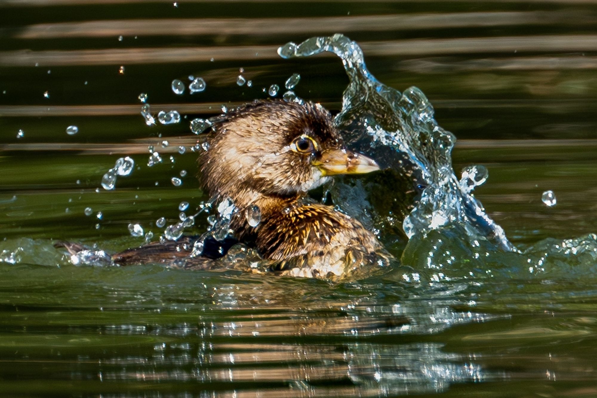 Splashing in the water