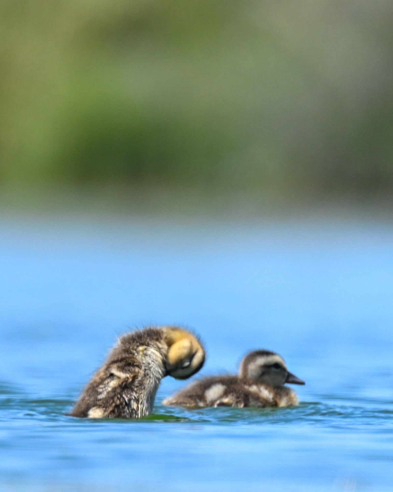 Two ducklings