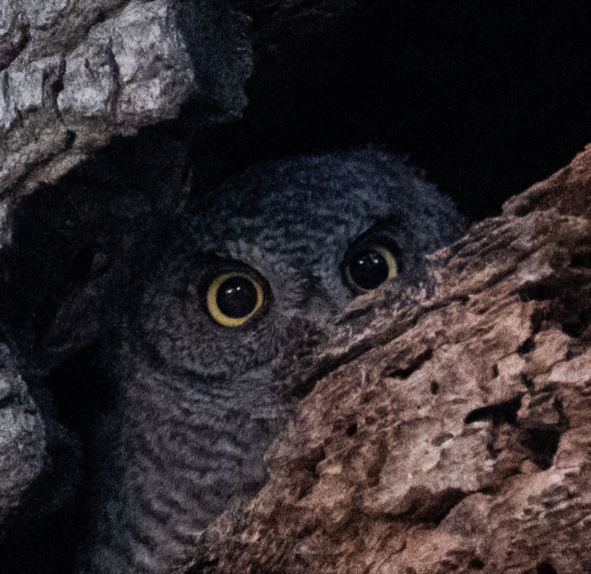 Western screech owlet