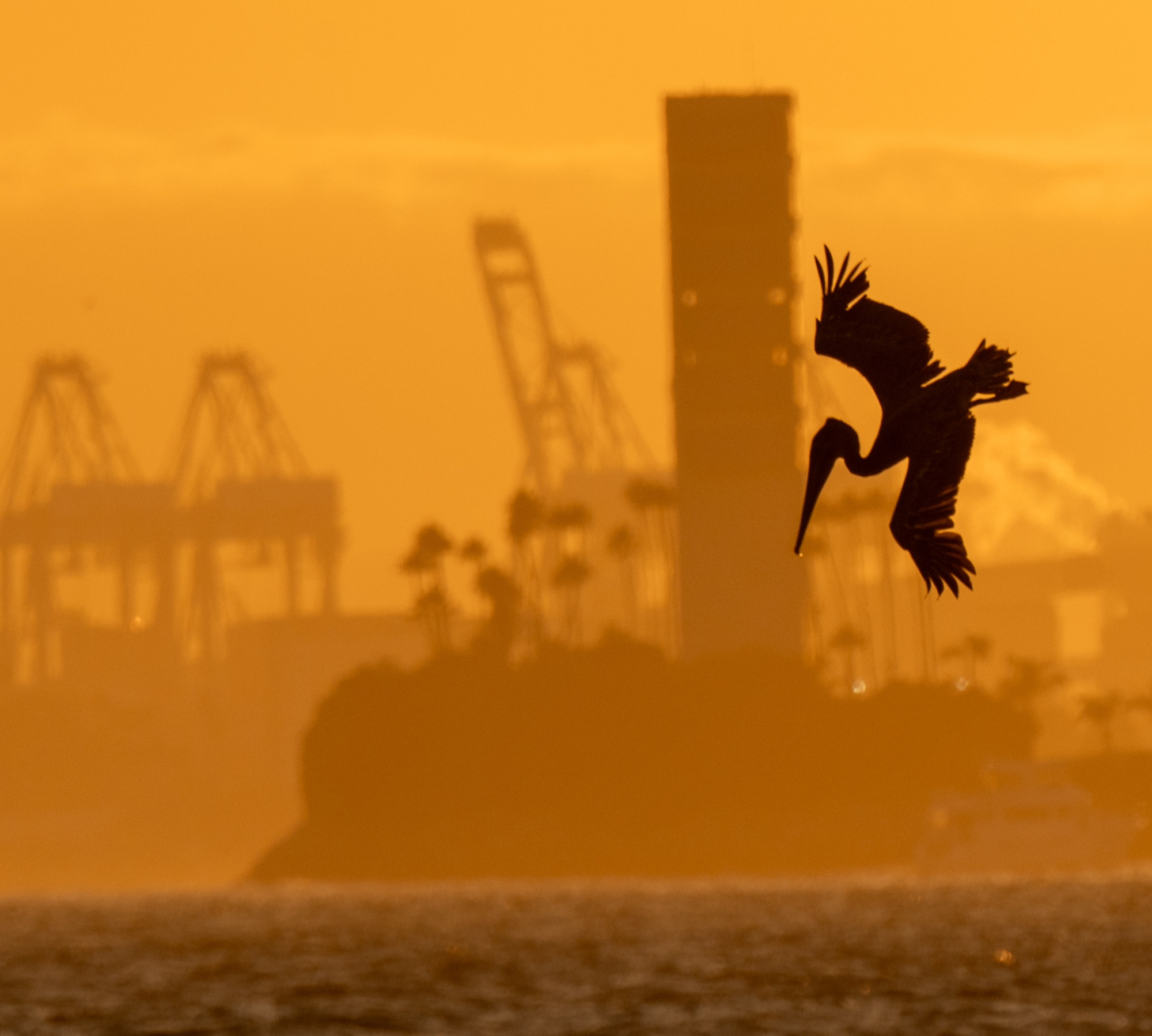 A pelican Dives towards the water with a fake oil drilling Island and the Port of Long Beach behind it on a yellow background 