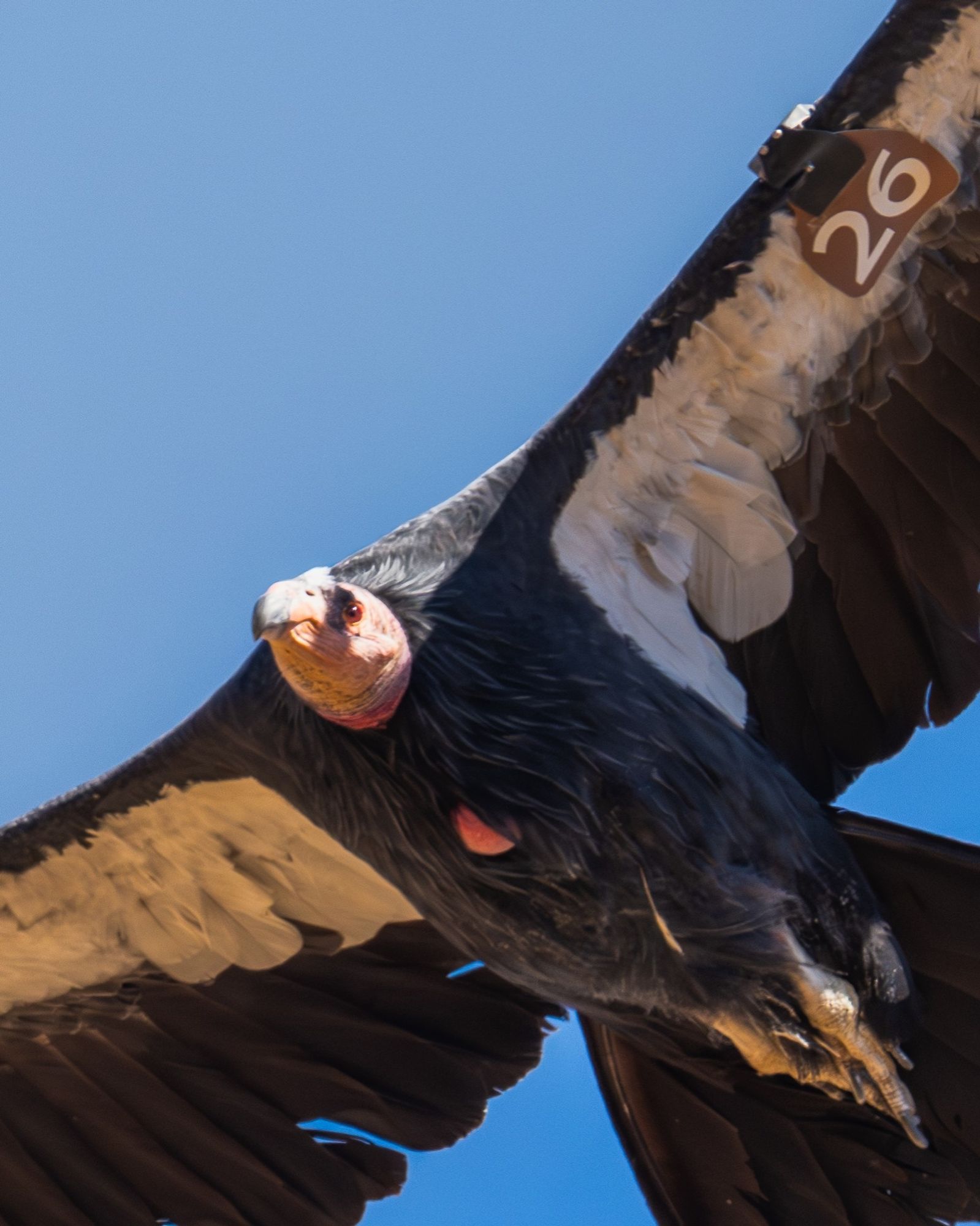 A condor with a brown 26 tag