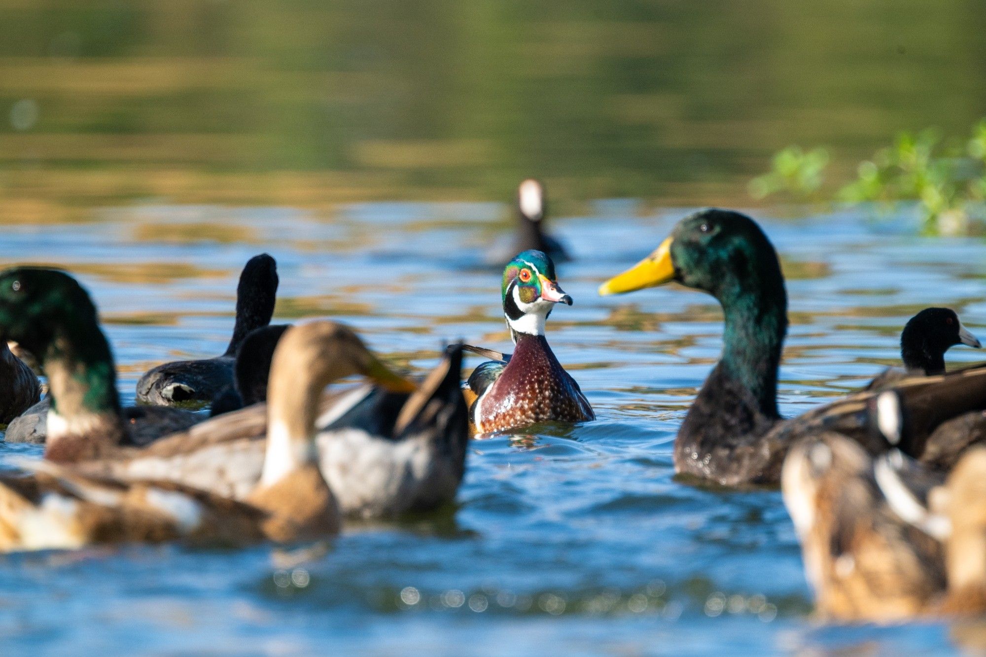 A Wood duck in a flock of mallards