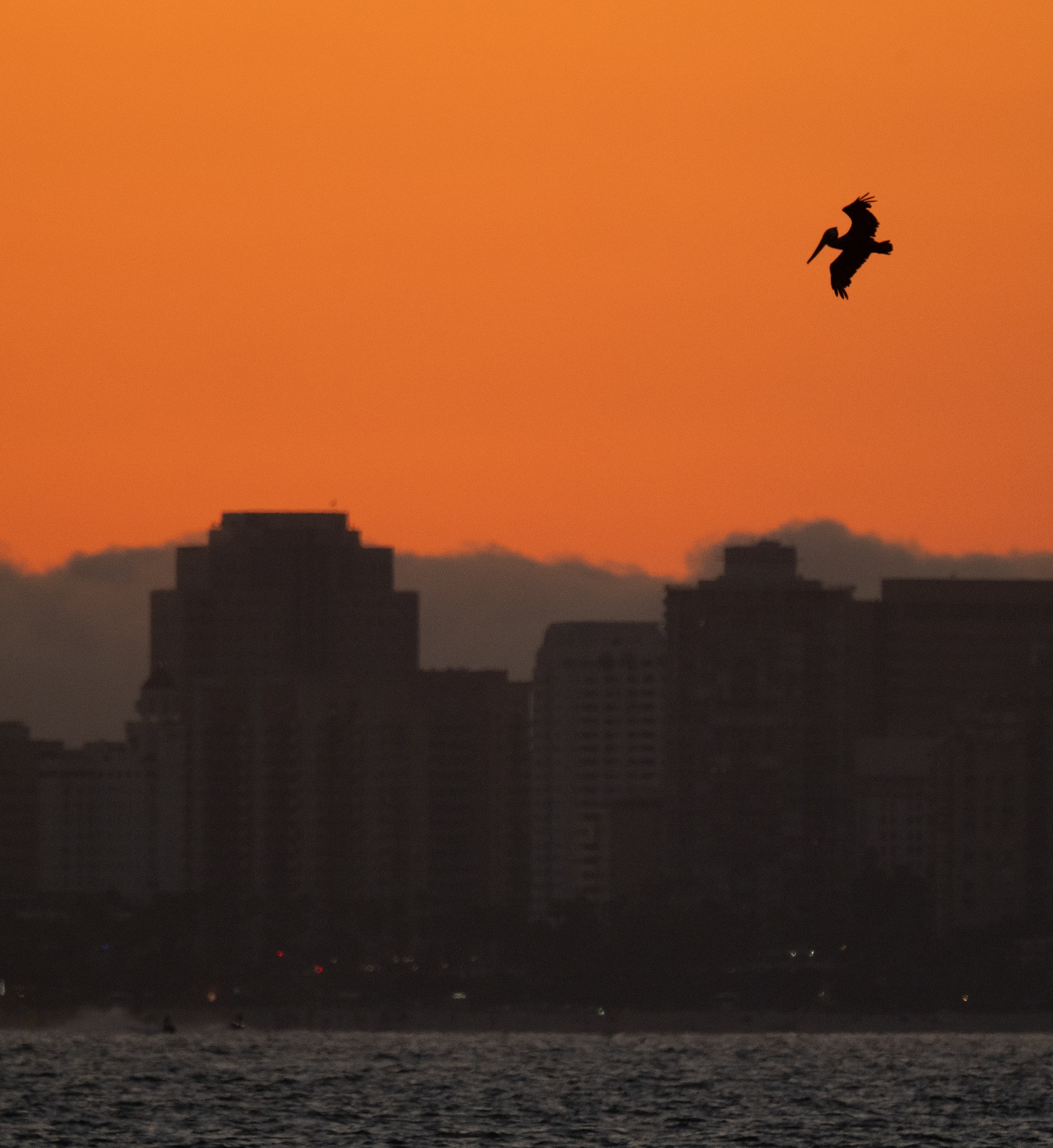 A pelican begins to dive above the City of Long Beach after sunset with a dark orange sky 