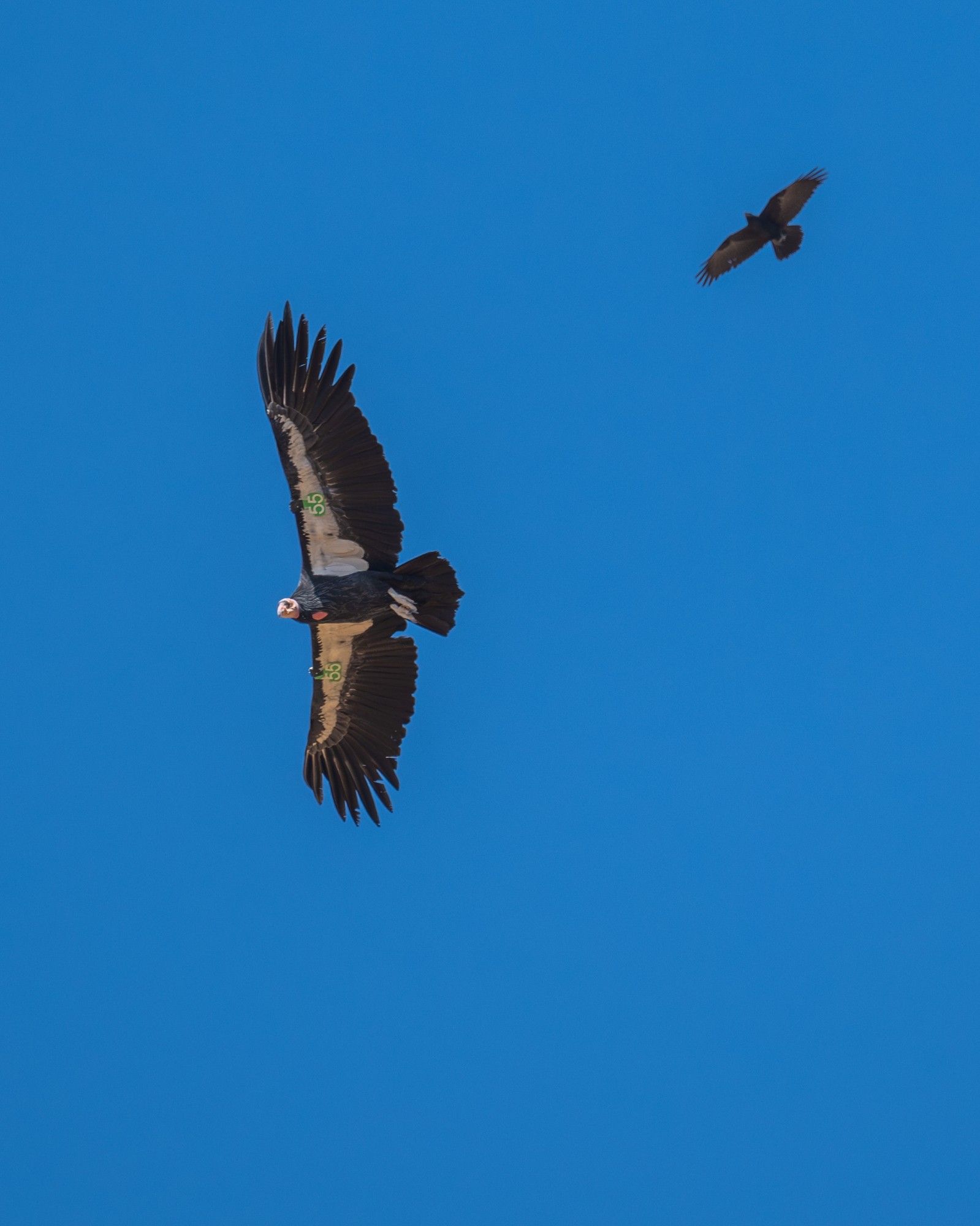 A condor with a green 55 tag flys next to a raven, for scale.