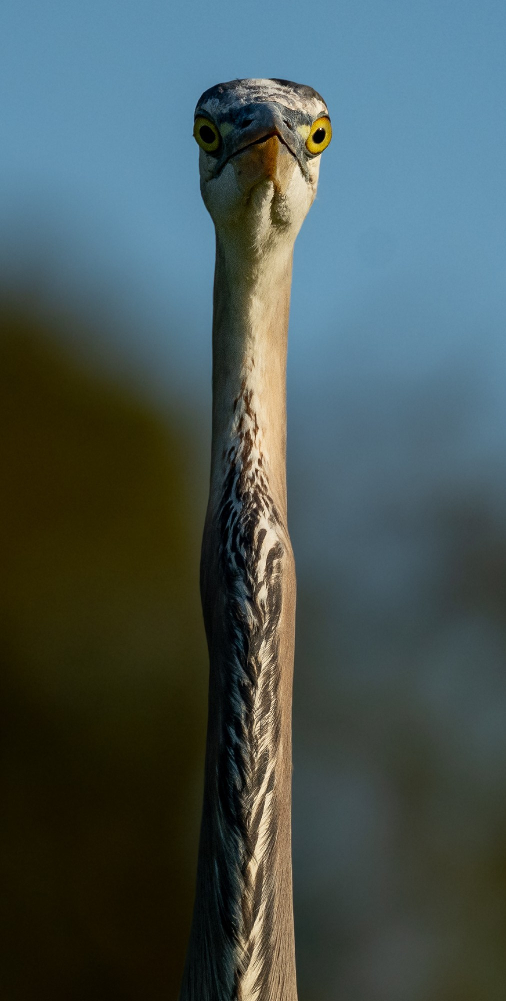 a great blue heron front facing and from below