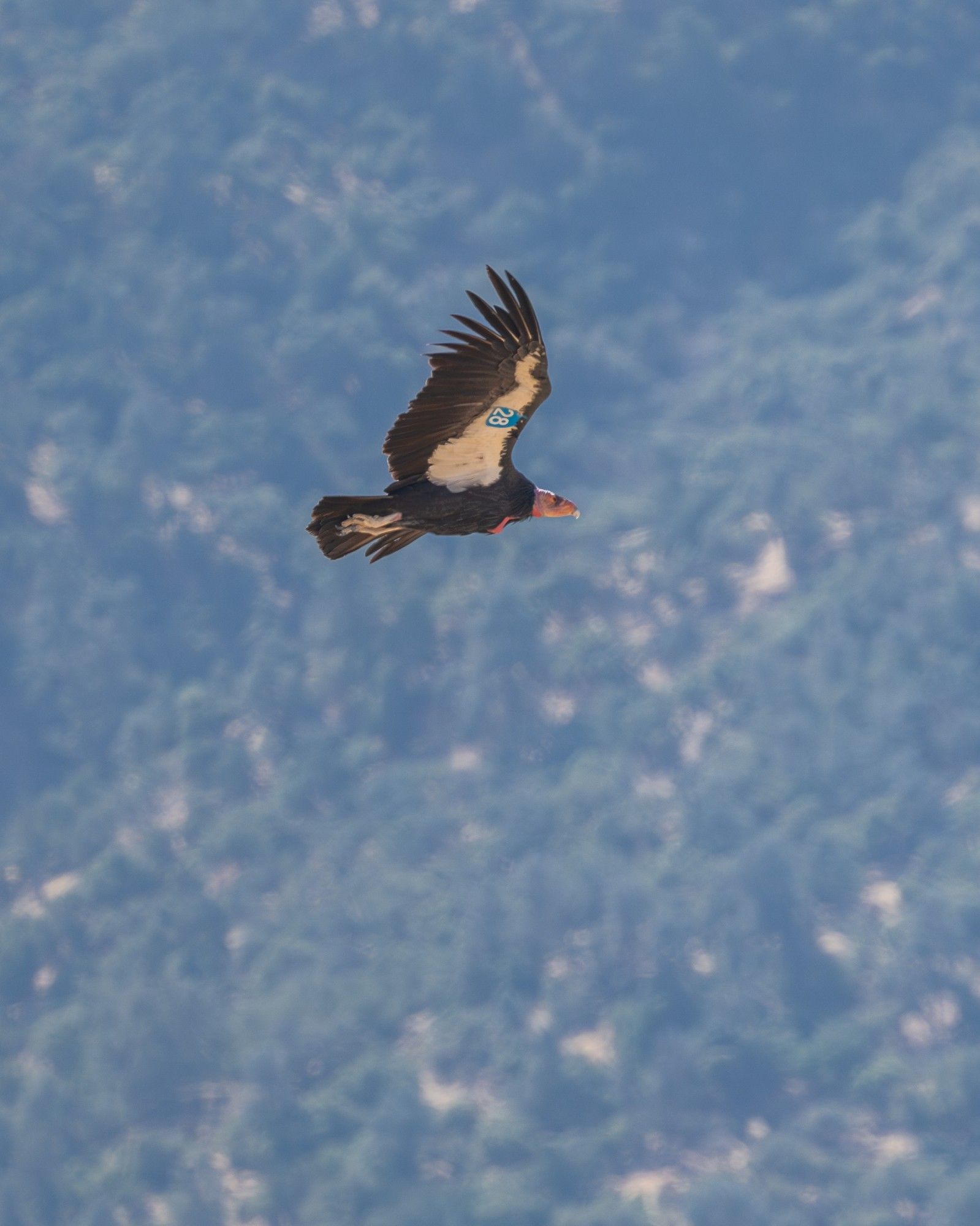 A condor with a blue 28 tag flys in front of a mountain