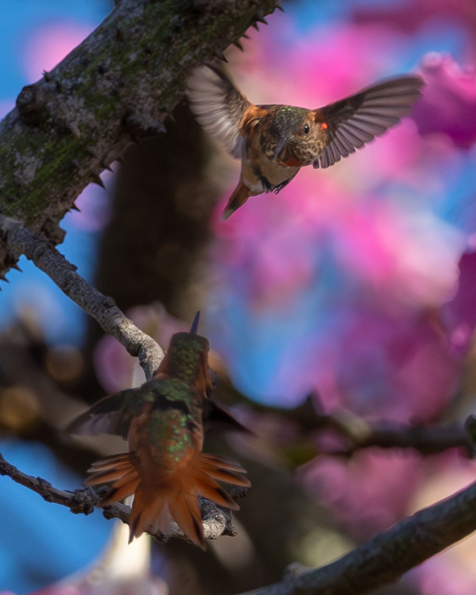 Two allens hummingbirds face off in the middle of a tree with pink flowers and thorns