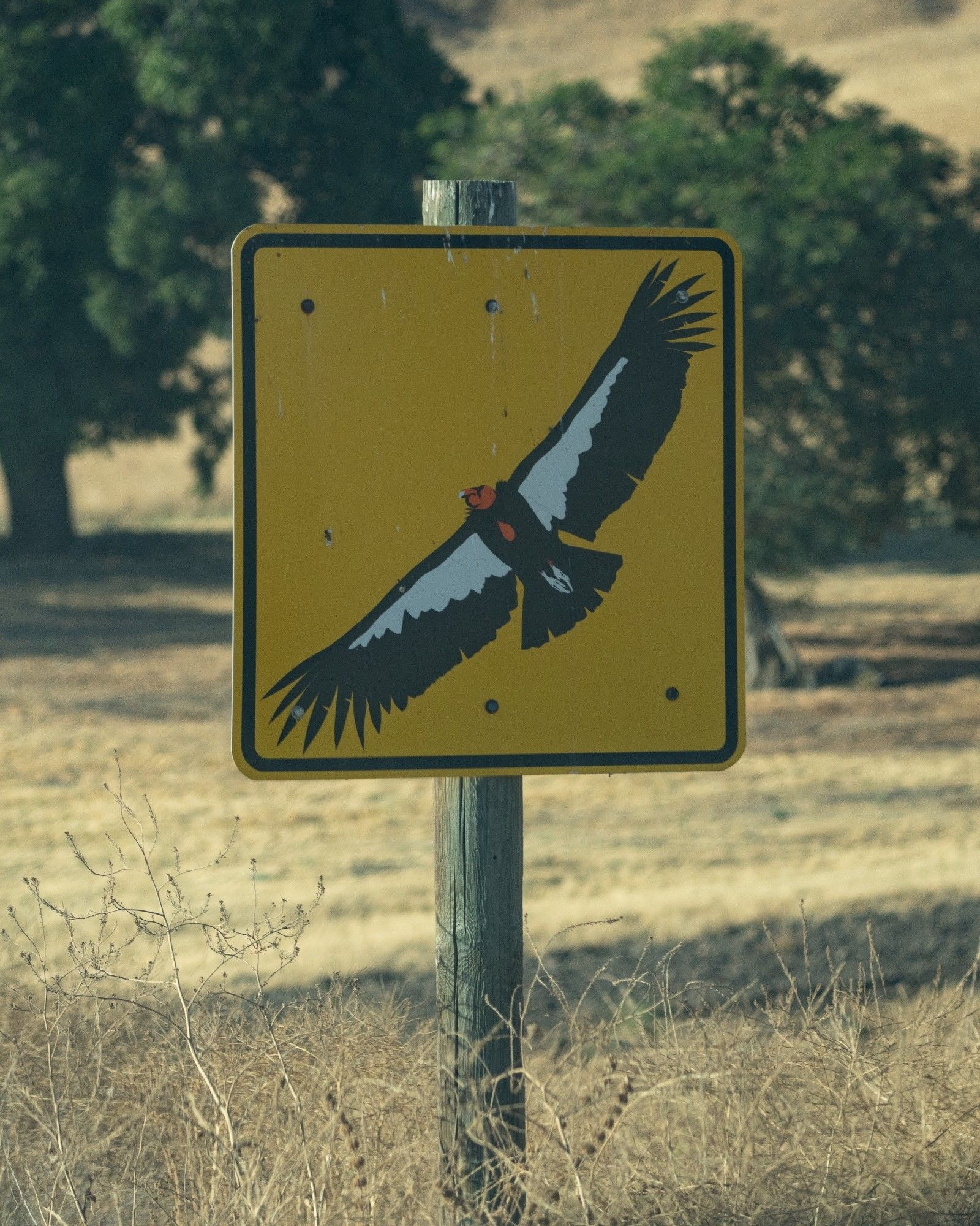 A condor crossing sign