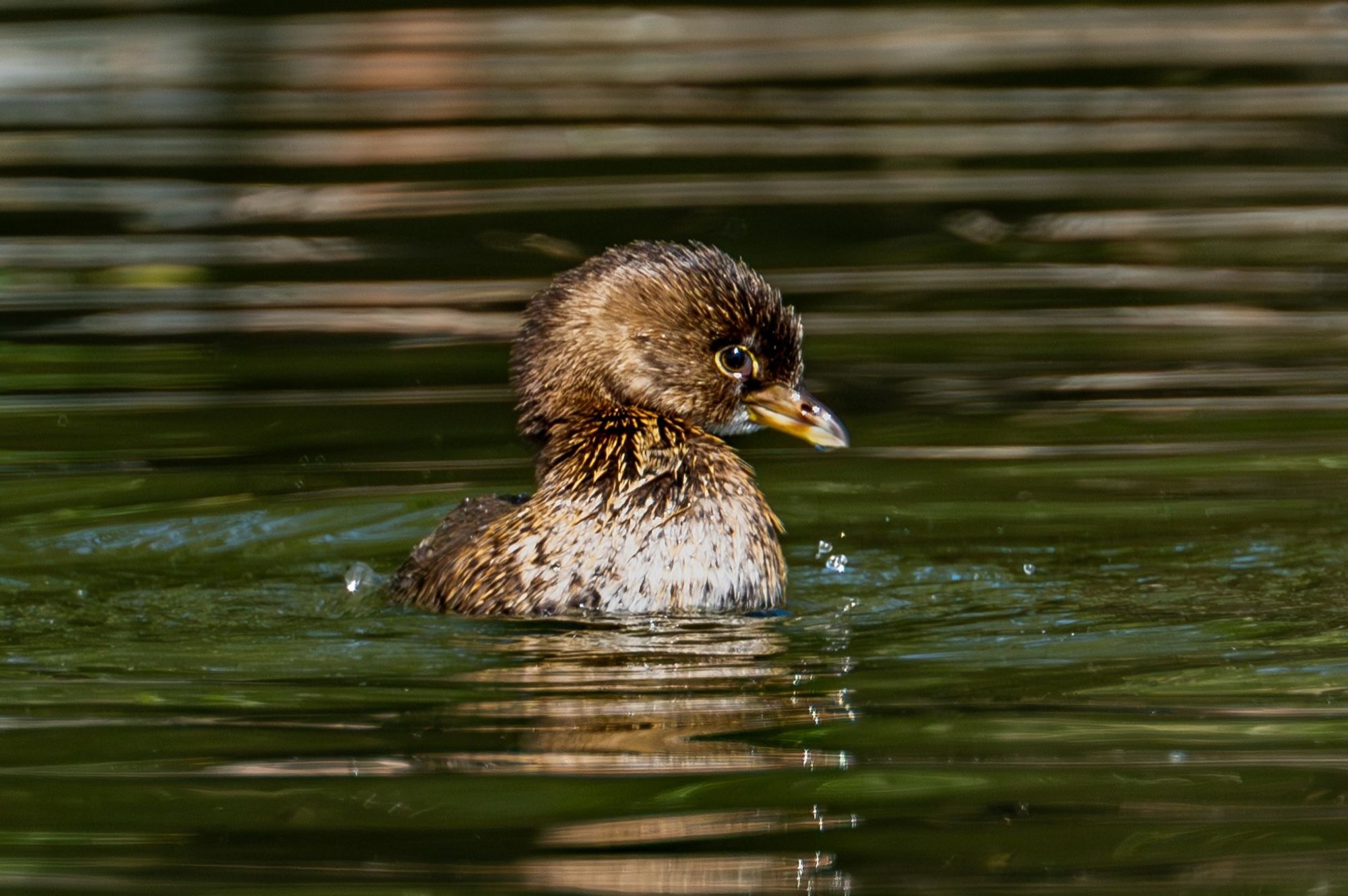 A pied billed grebe looking pretty and fluffy