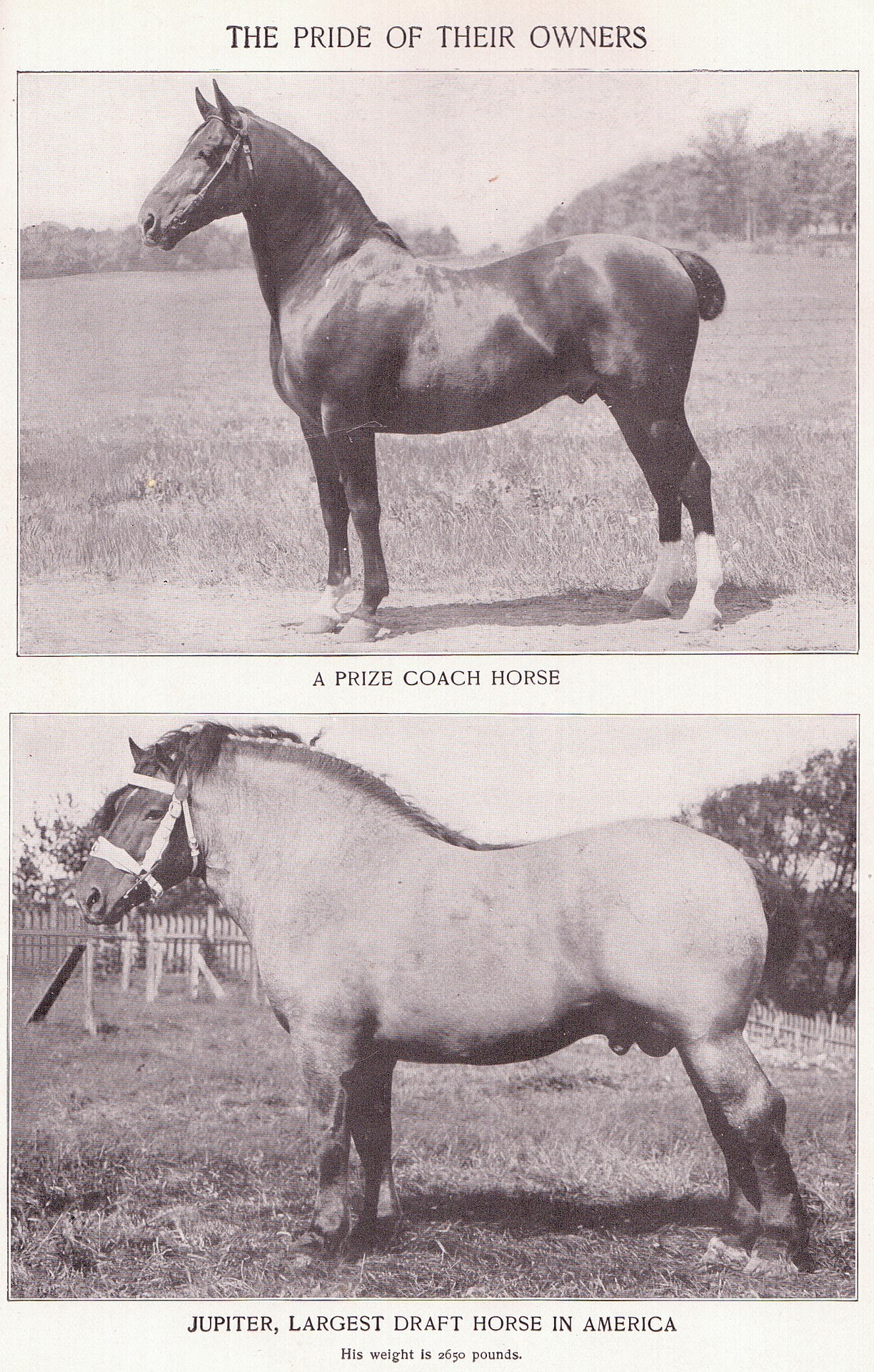 Two black and white photos of horses. On the top is a sleek coach horse. On the bottom is a very large and muscular draft horse.