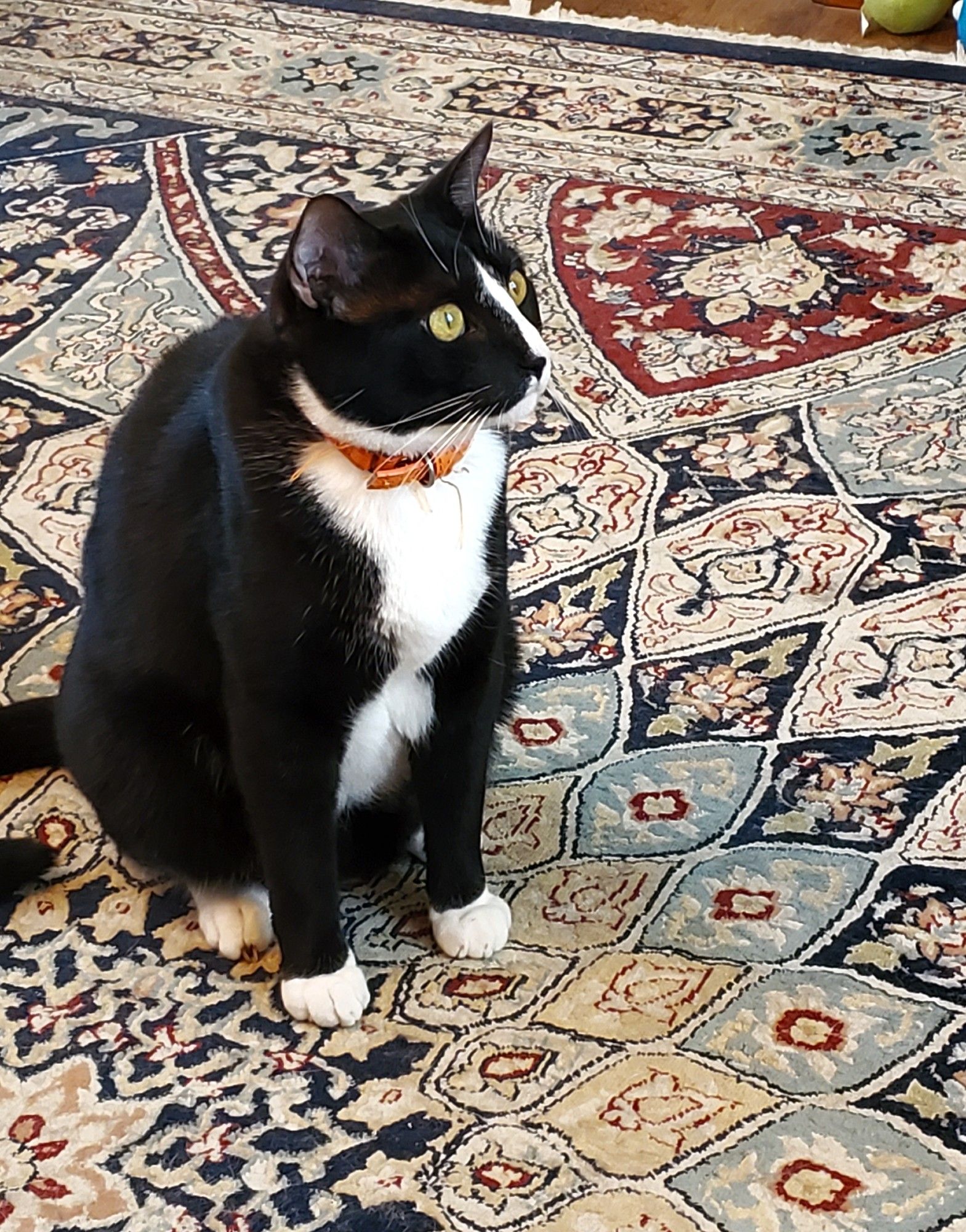 Tuxie cat sitting on a blue, beige, and burgundy patterned rug. He is facing to the right, staring at something straight ahead and slightly above him.