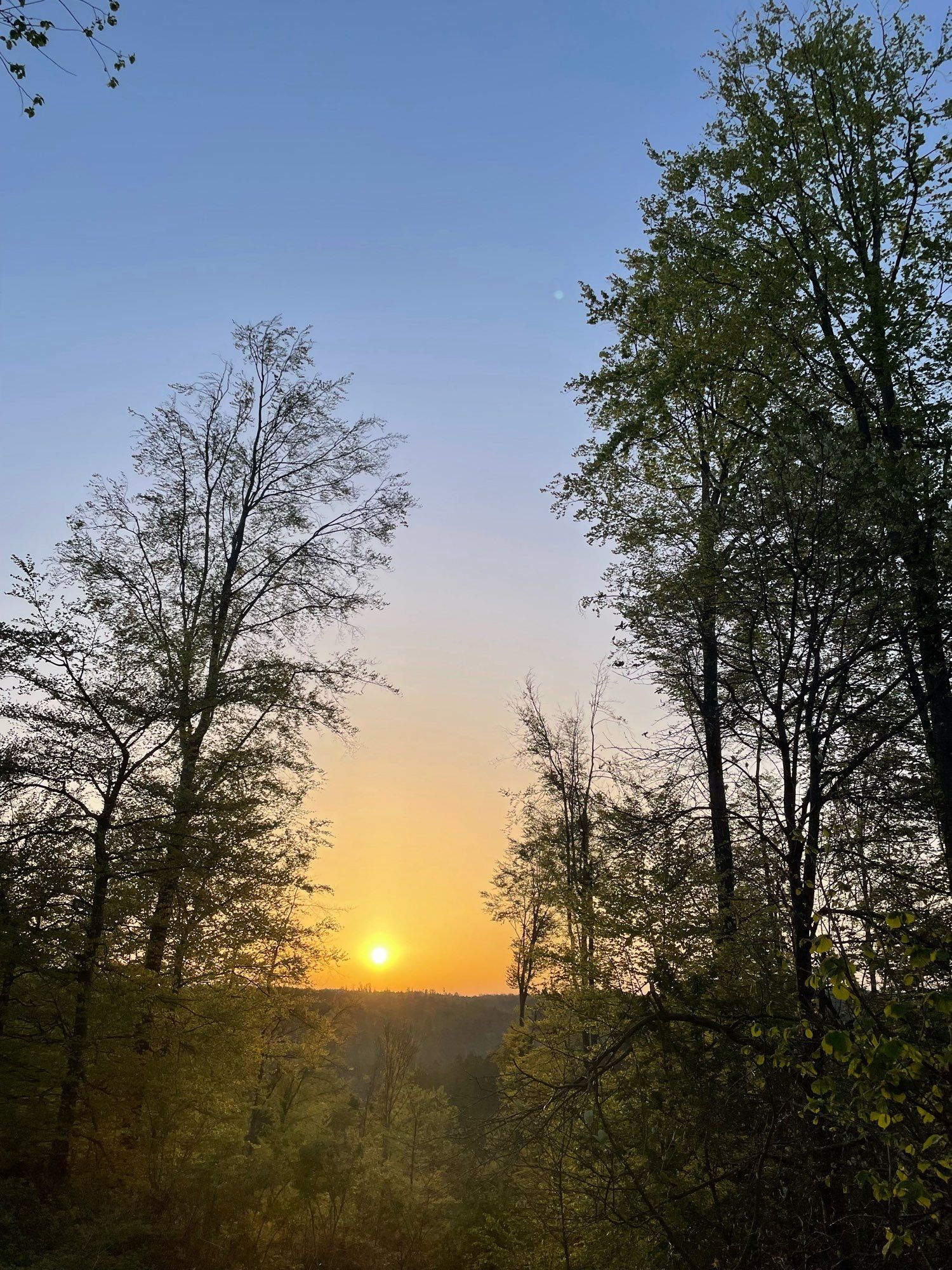 Sonne zwischen Bäumen. Sonnenaufgang im Wald.