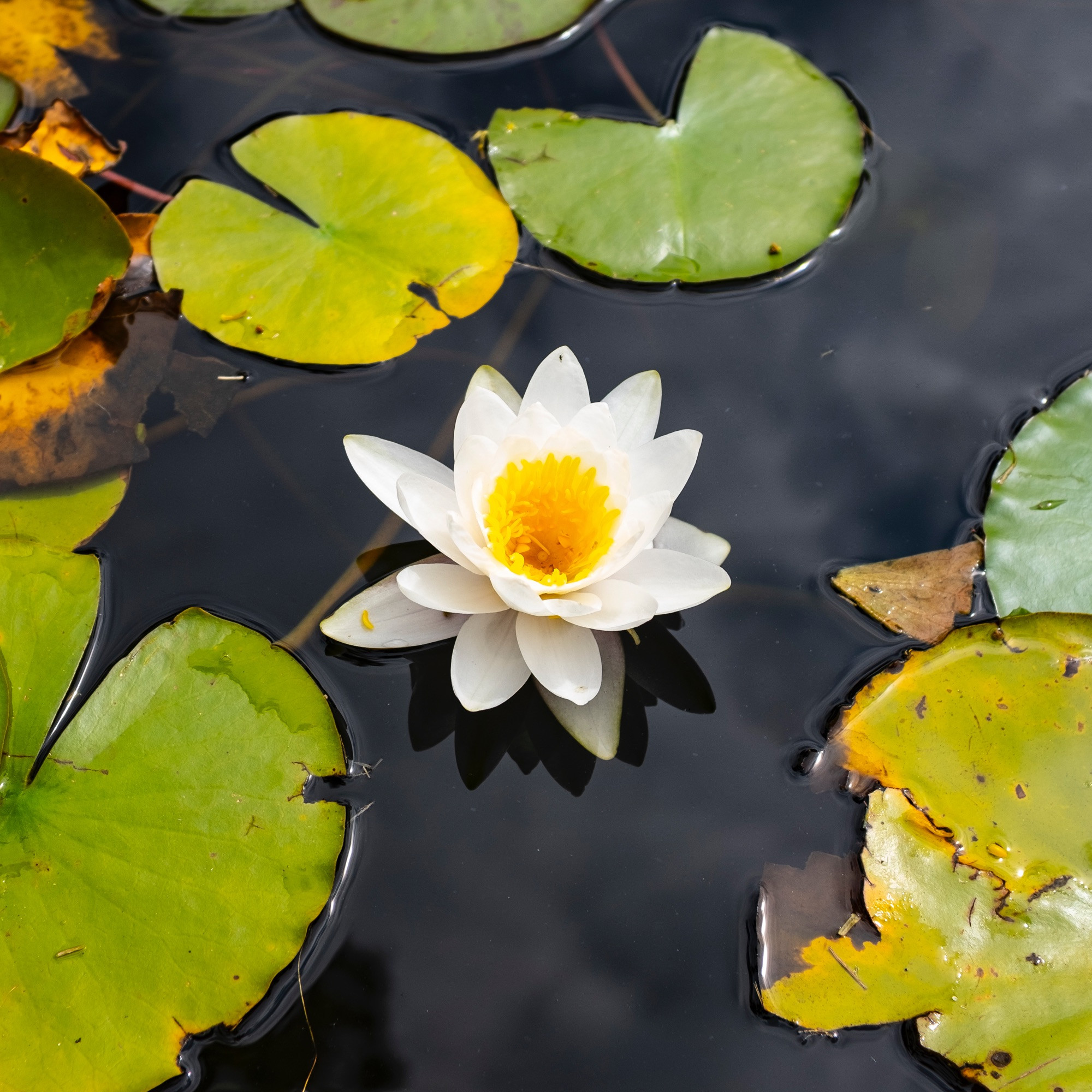 White water lily and multiple lily pads