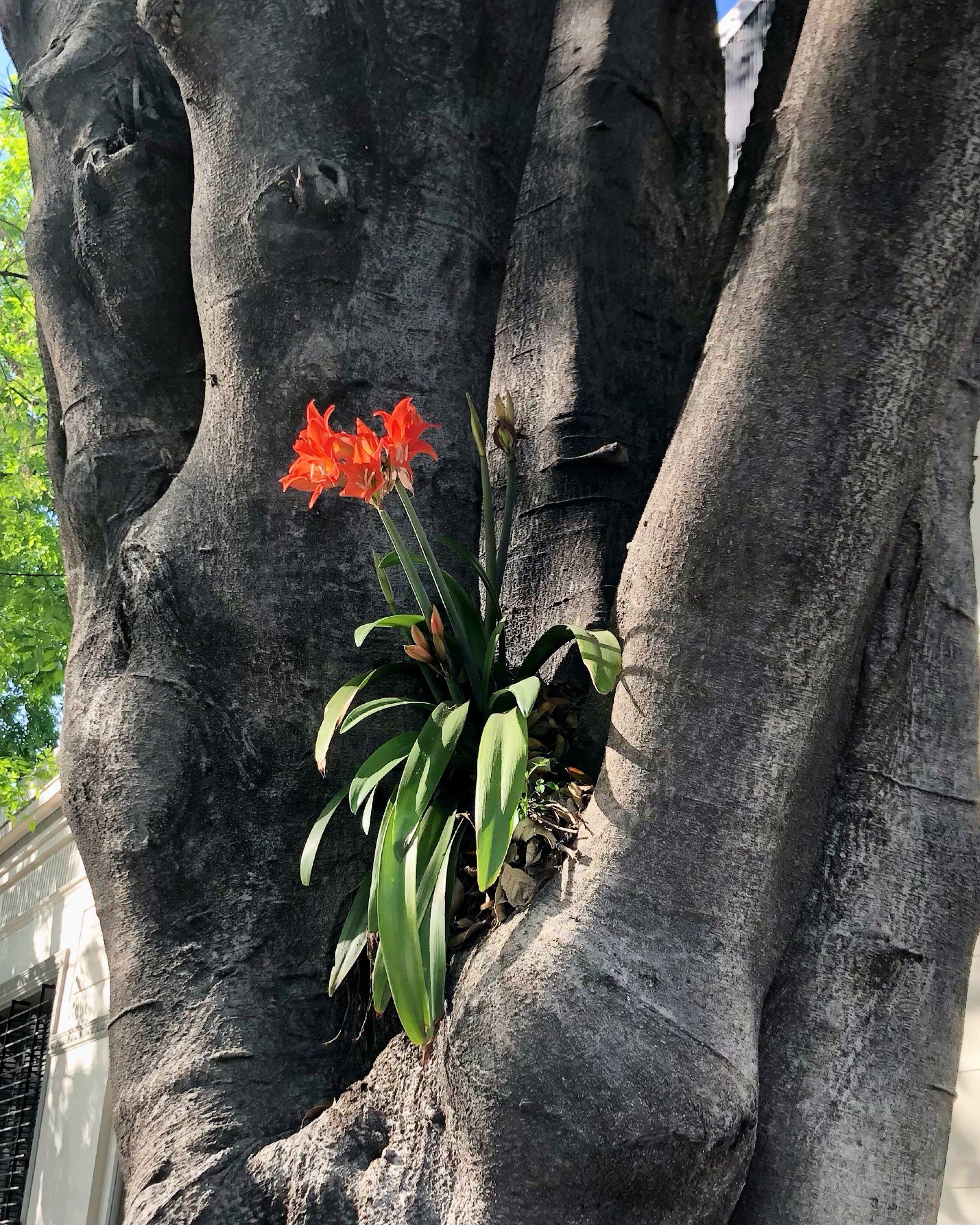 A clivia, sticking its orange blooms up like a middle finger, rooted in the crook of a big tree