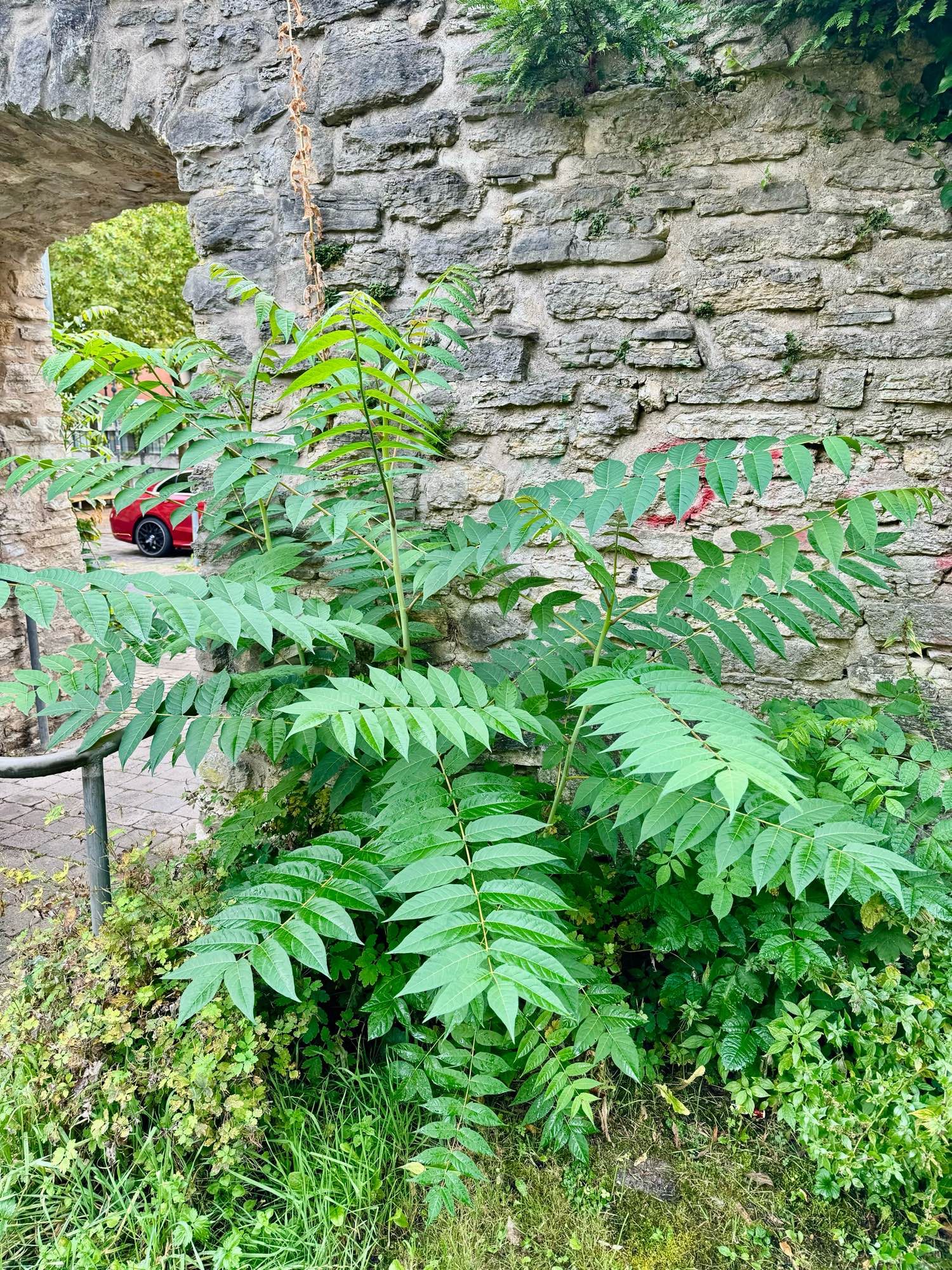 Baum vor Stadtmauer