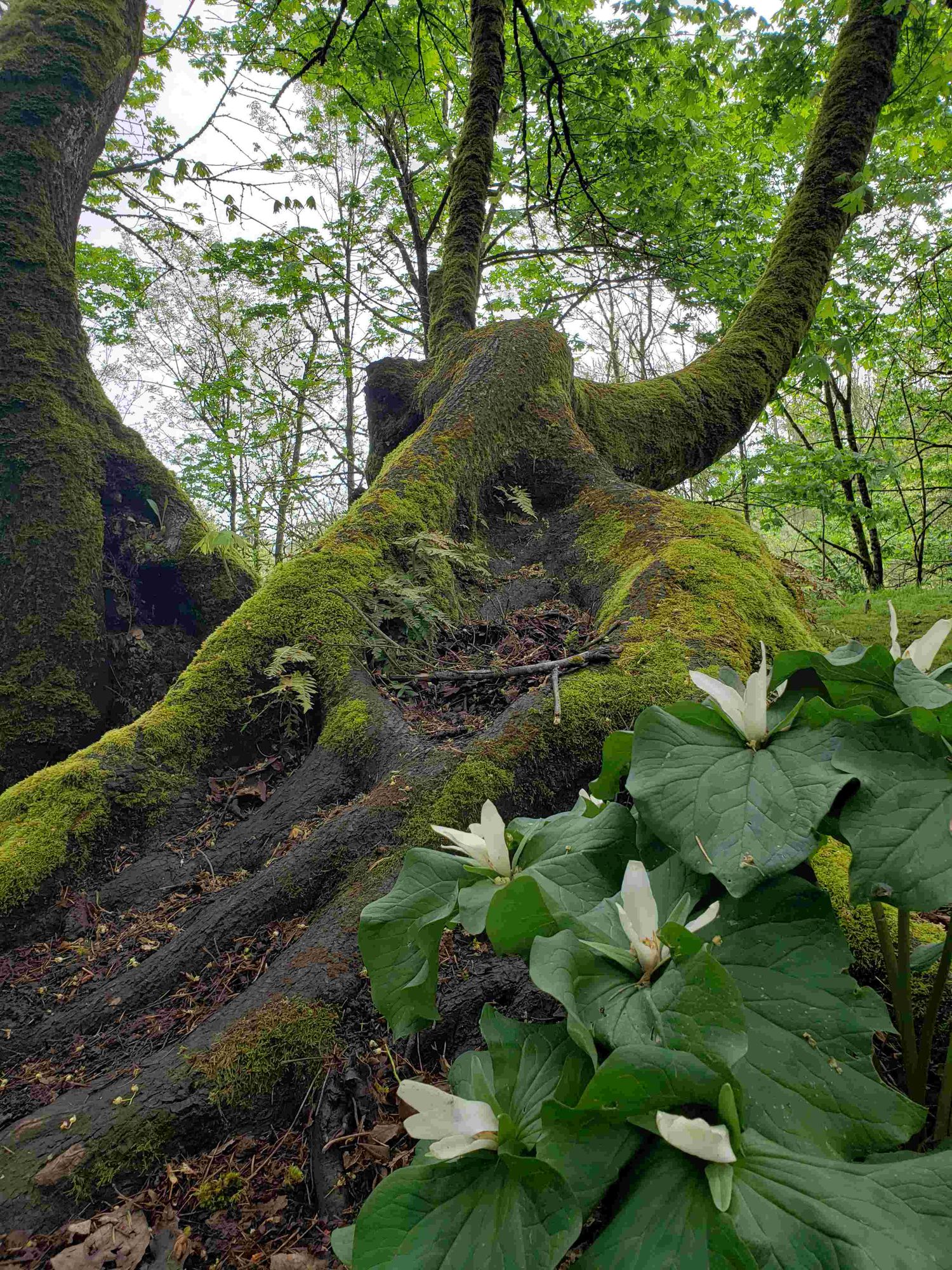 Cluster of Trillium plants at the base of a Big Leaf Maple tree that is half fallen over, split, and covered in moss and ferns.