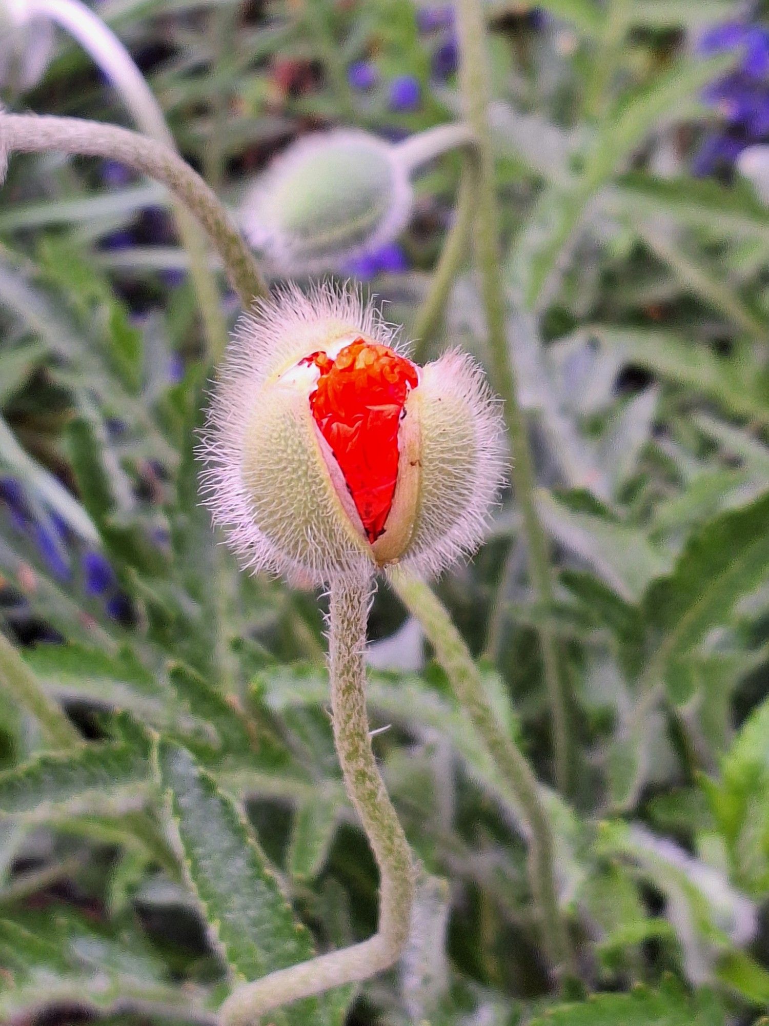 Poppy bud almost starting to open