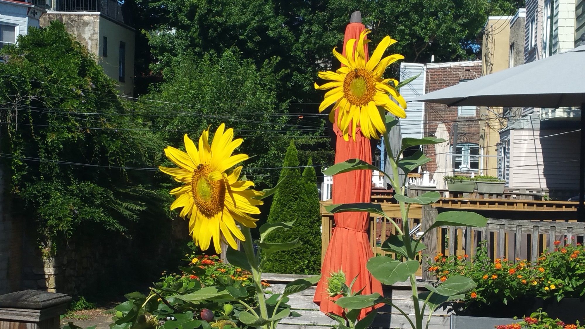 Two large sunflowers growing on a back porch in an urban alley.