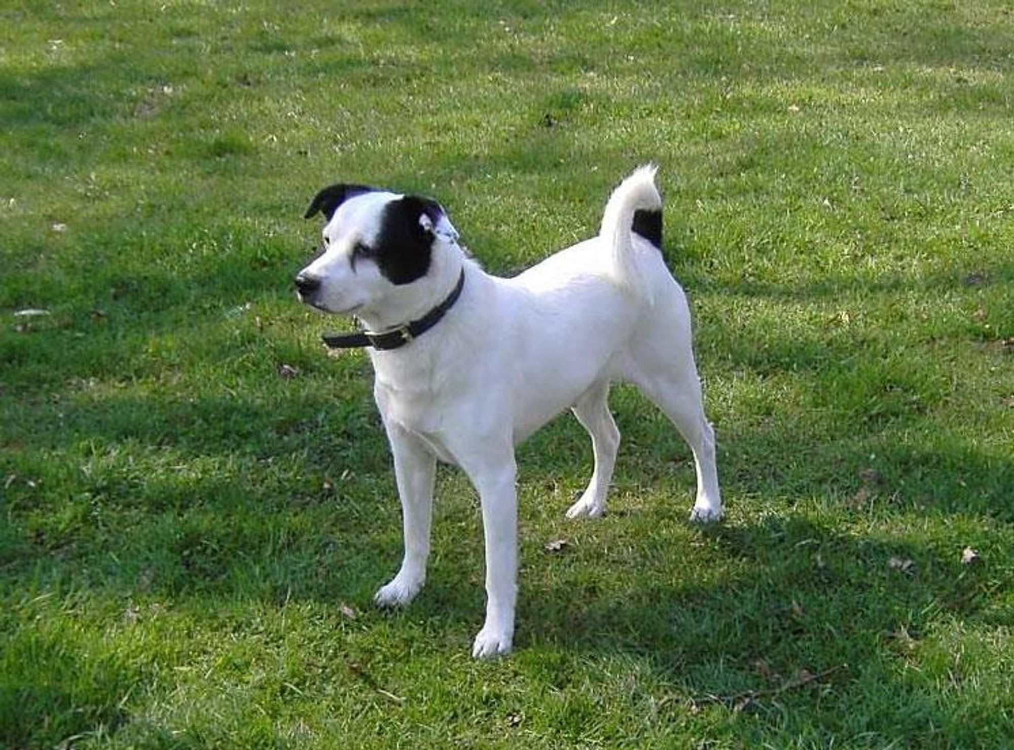 Ein kurzhaariger weißer Mischlingshund mit schwarzen Ohren auf einer Wiese. Seitlich fotografiert.