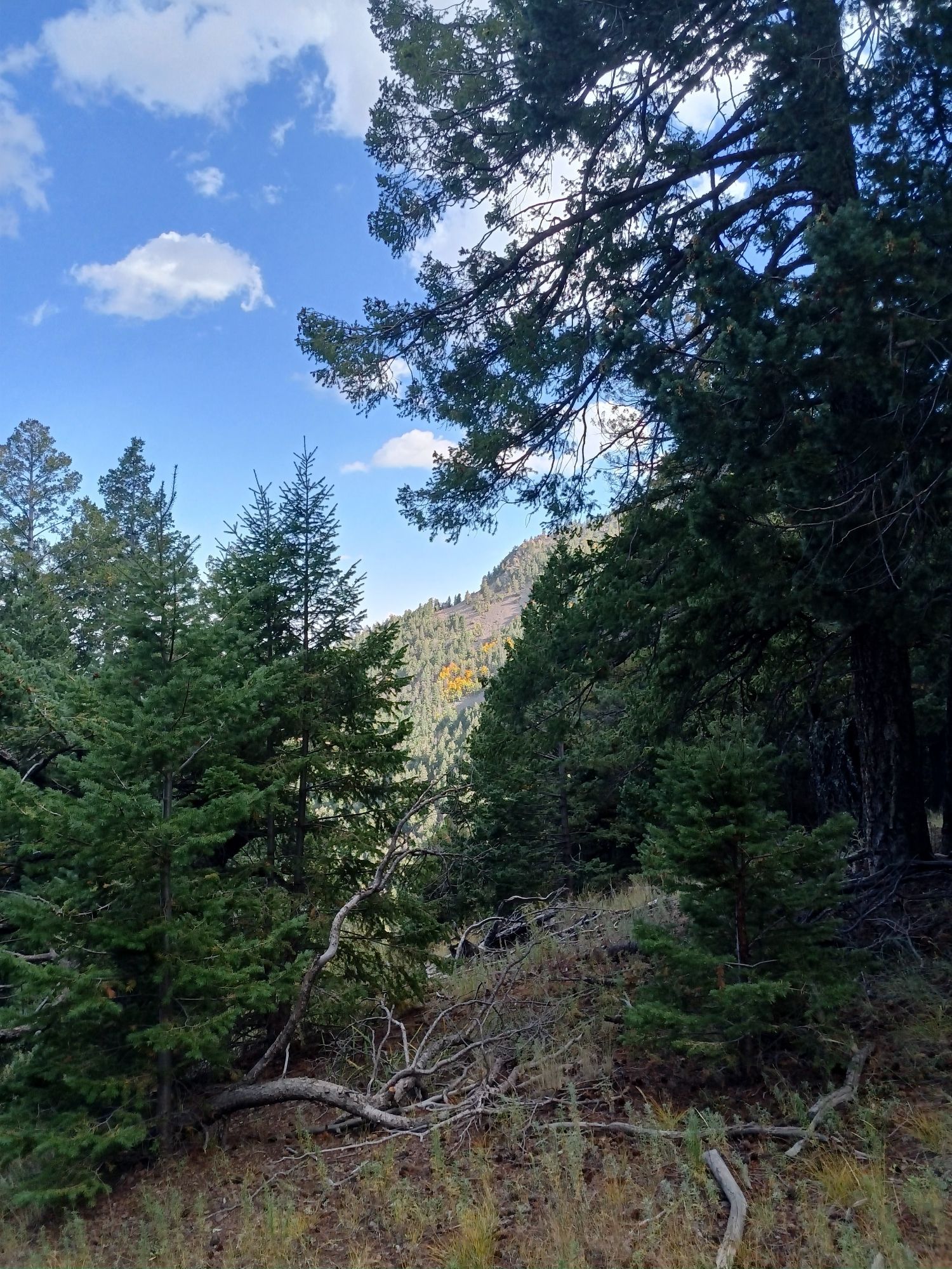 forest and mountains, with some pine trees in the foreground and distant golden aspens on the hillside in the background