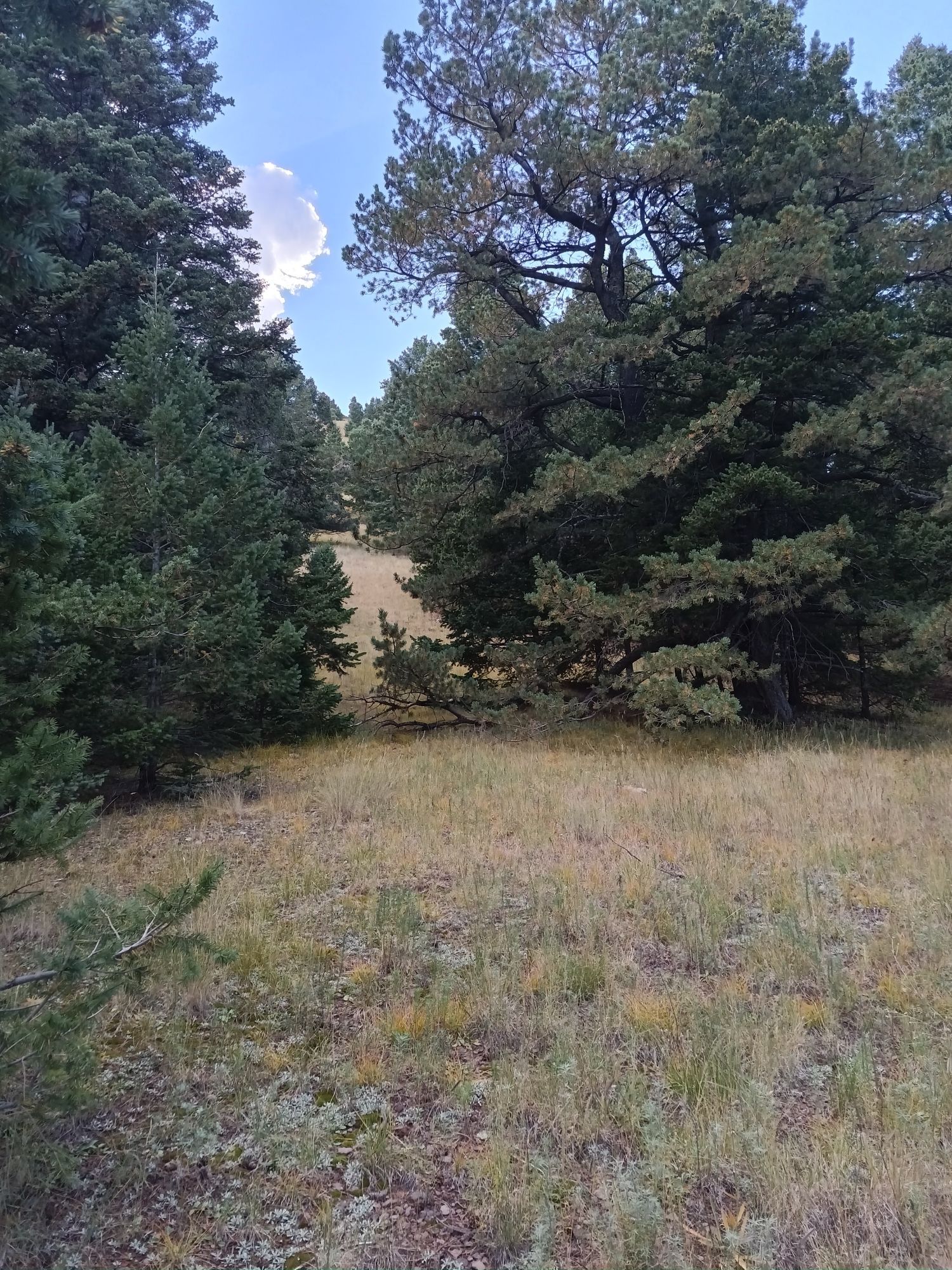 mountain grass turning gold