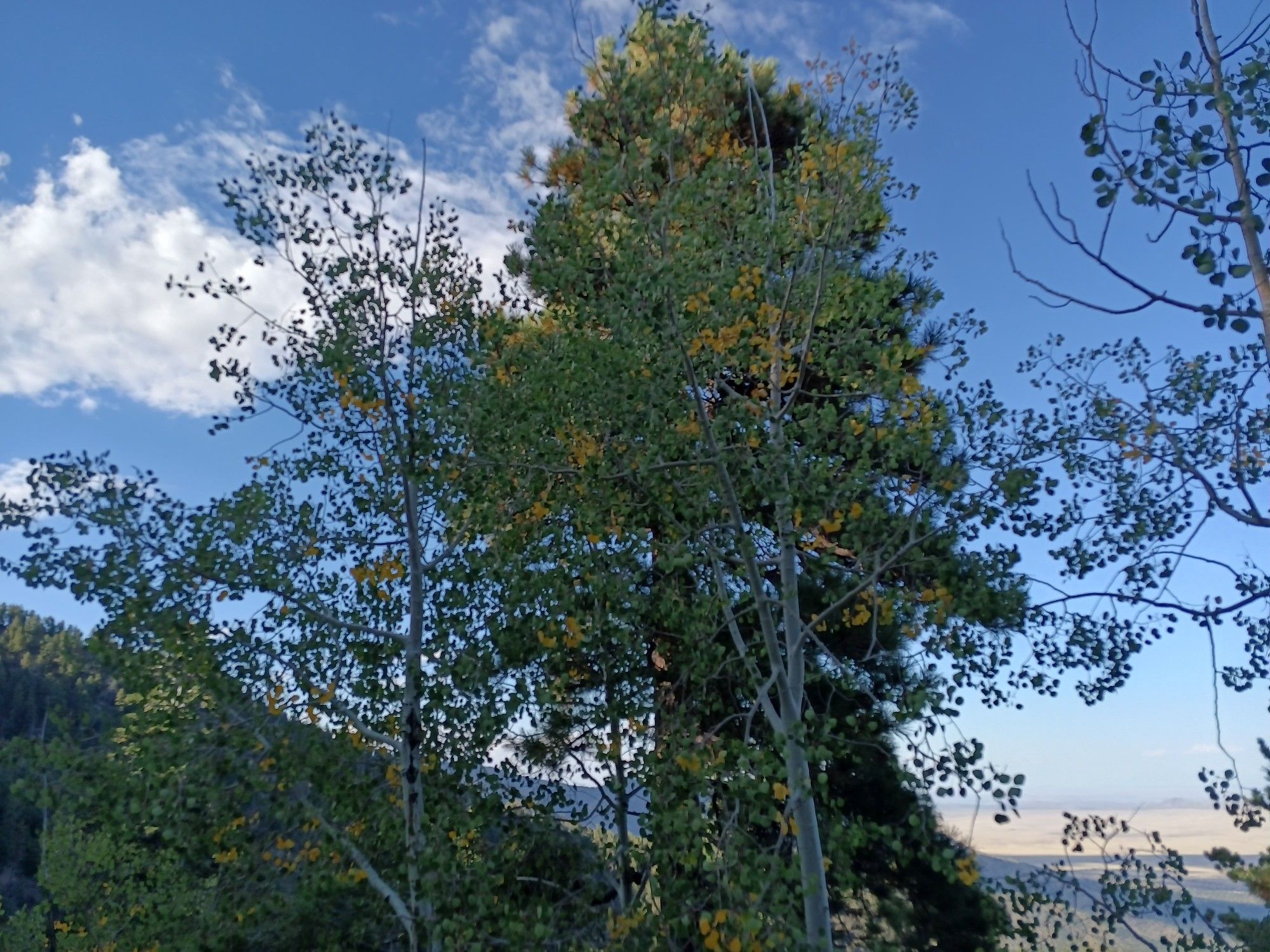 some aspens with mostly green and some gold leaves