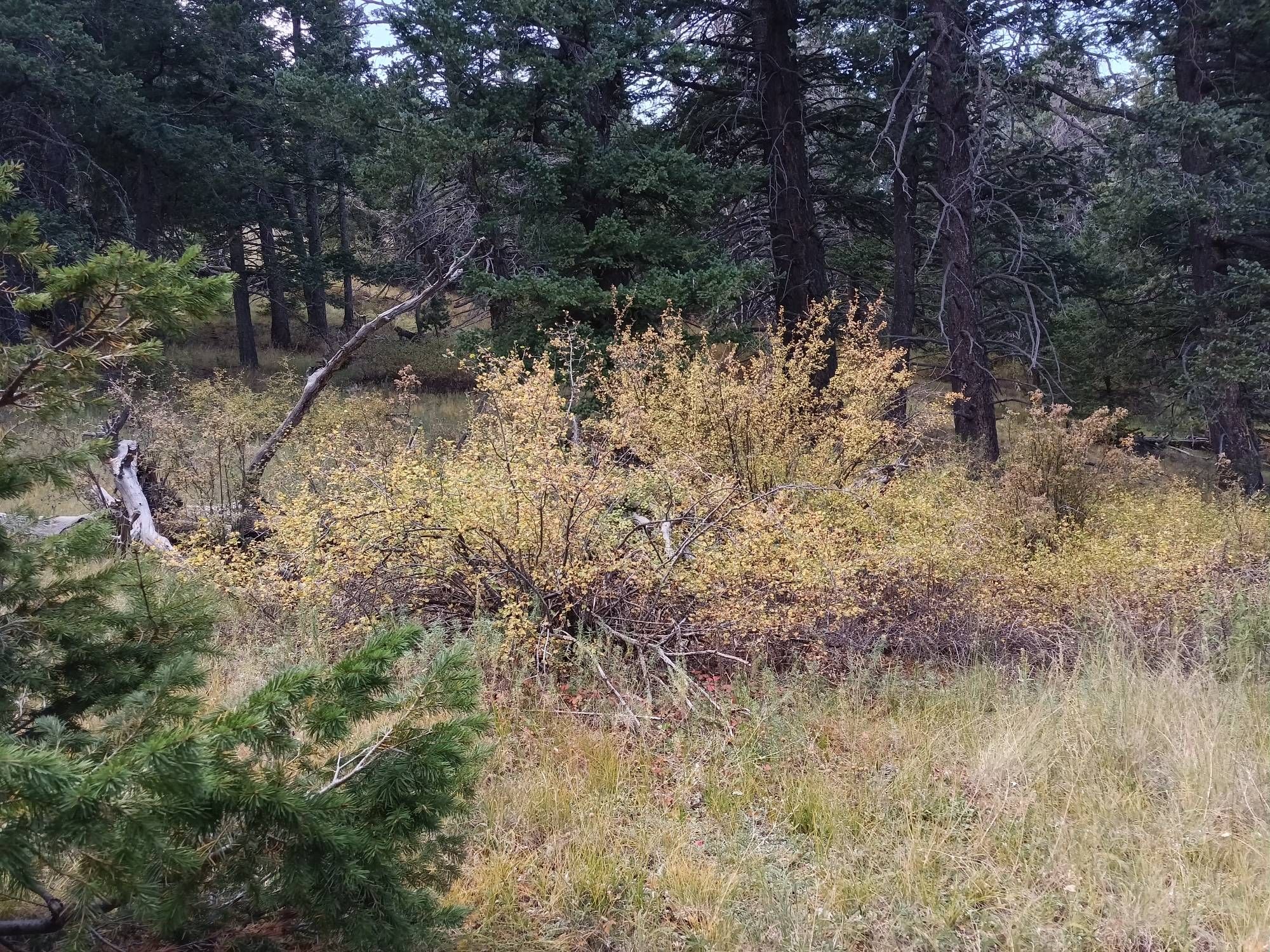 gooseberry bushes turning gold