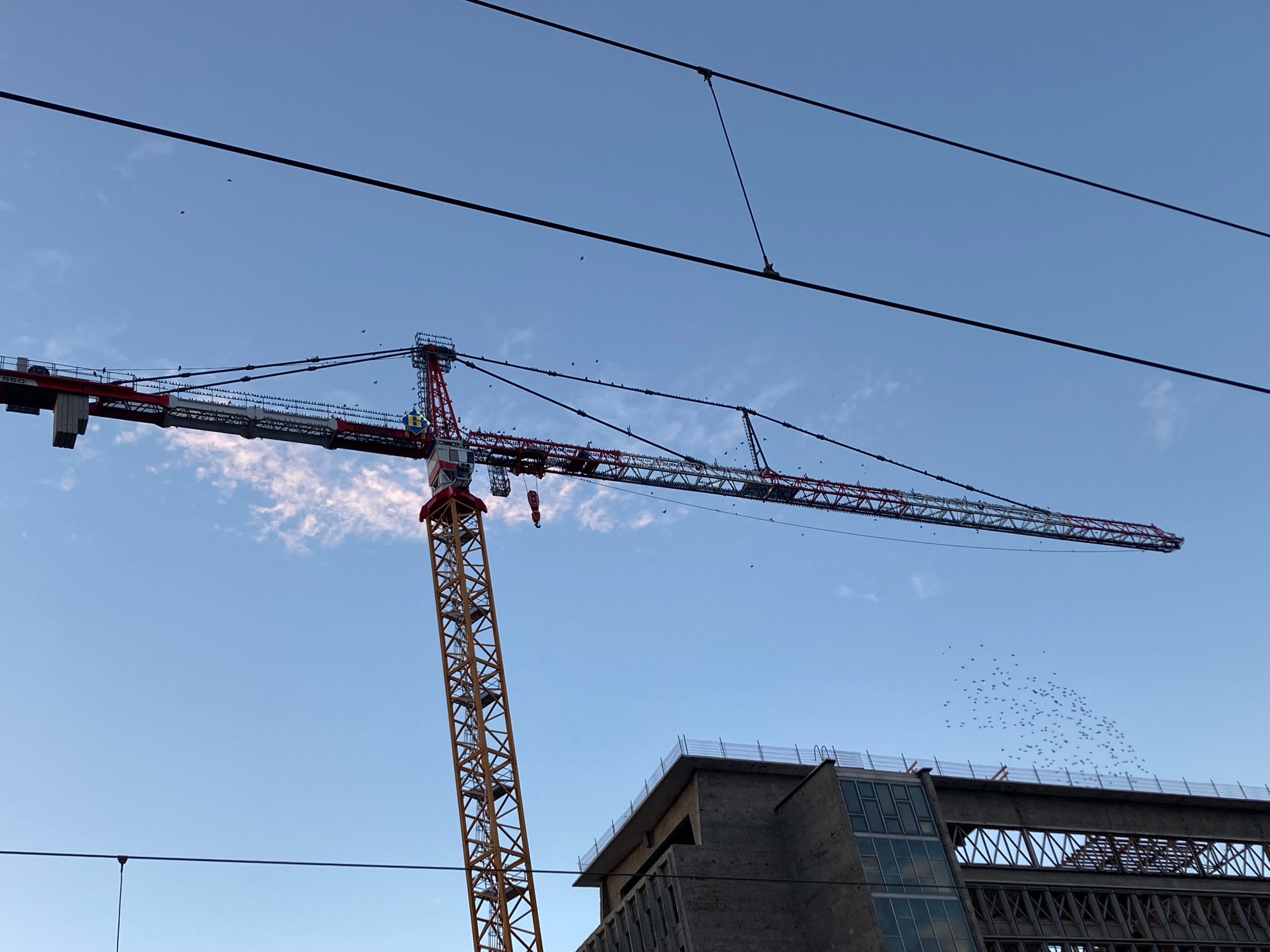 Une grue de chantier: vendeuse de sommeil des étourneaux !