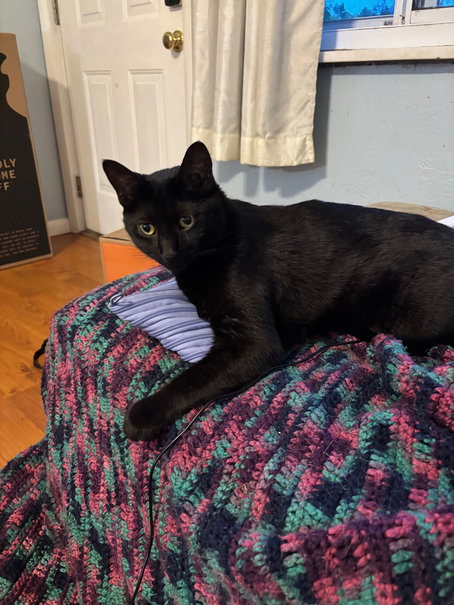 A black cat with yellow eyes lays on a purple crocheted blanket. He is very sleek and shiny. 