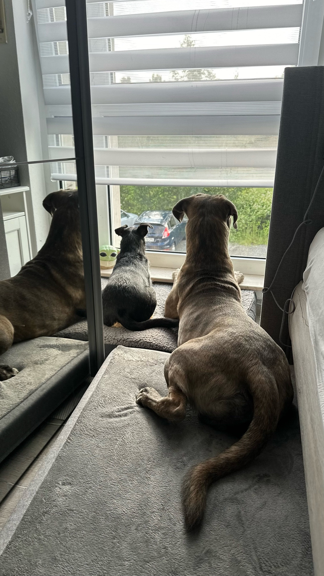 Zwei Hunde liegen auf ihrem Hundebett das vor einem Bodentiefen Fenster liegt. Links ist ein kleiner Terriermix daneben eine große italienische Dogge. Beide sieht man von hinten und sie schauen aus dem Fenster.