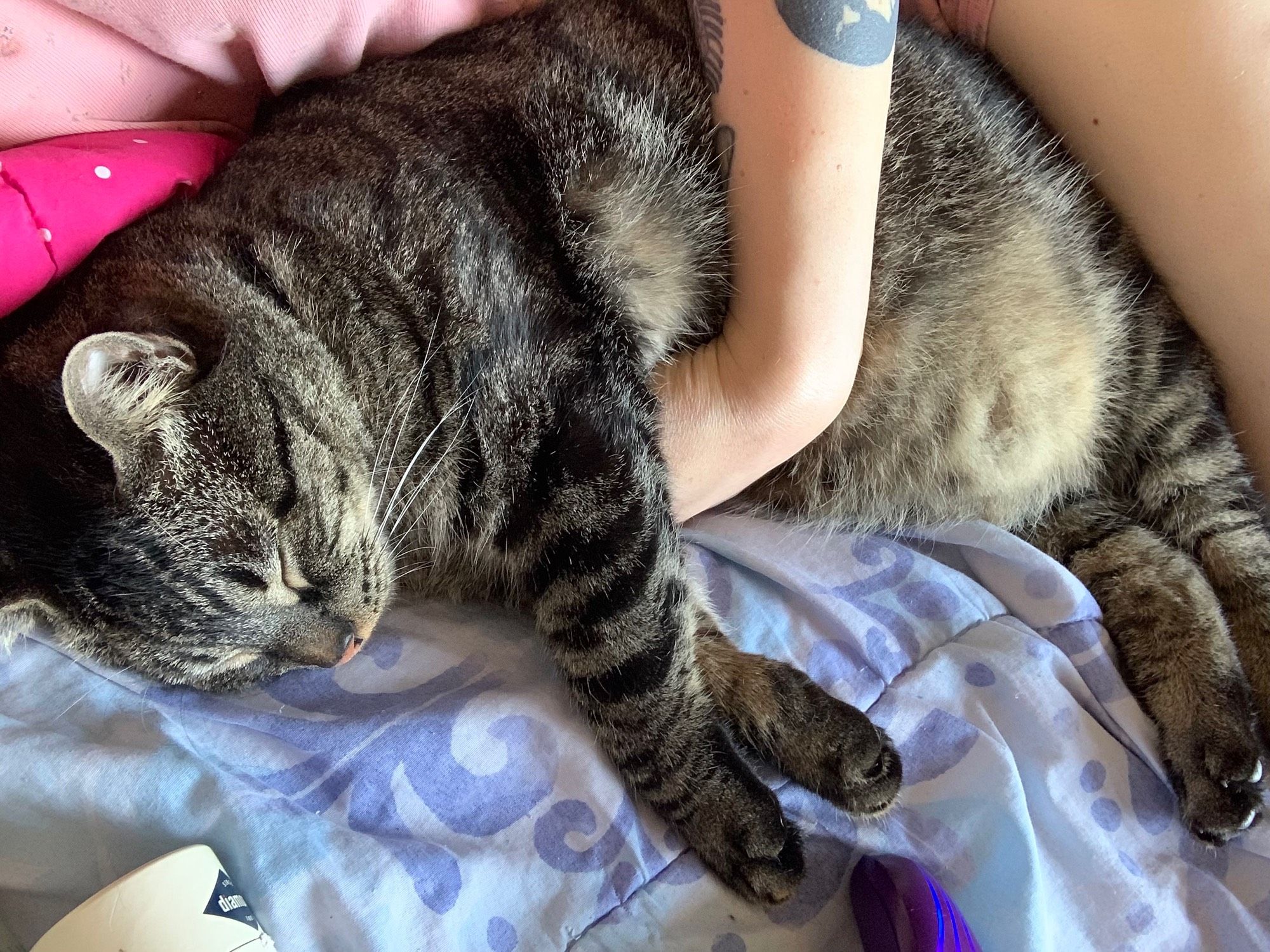 my hand wrapped around my sleeping tabby pressed against me