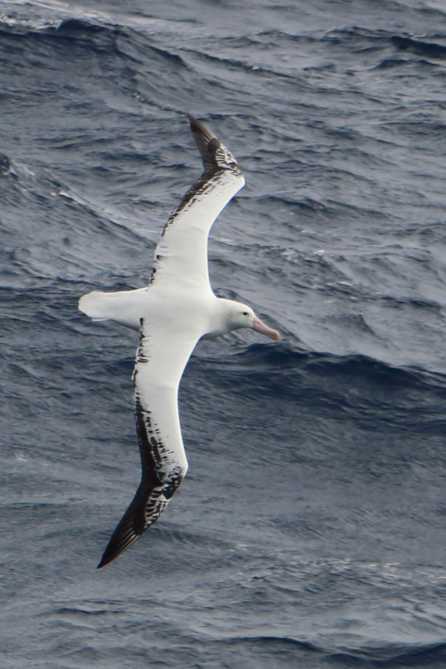 White snowy albatross with large dark inky waves in the background.