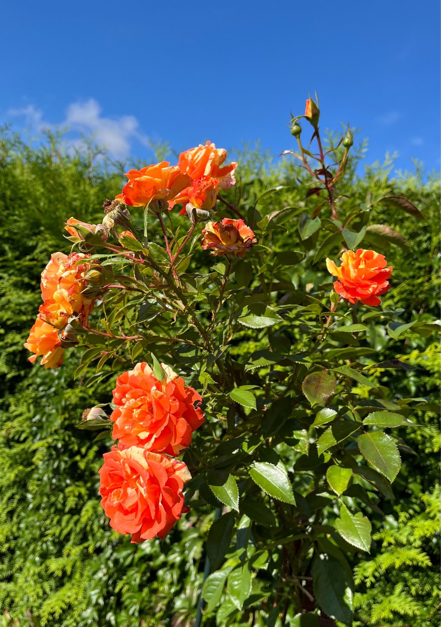 Orange Rote Rosen in voller Pracht