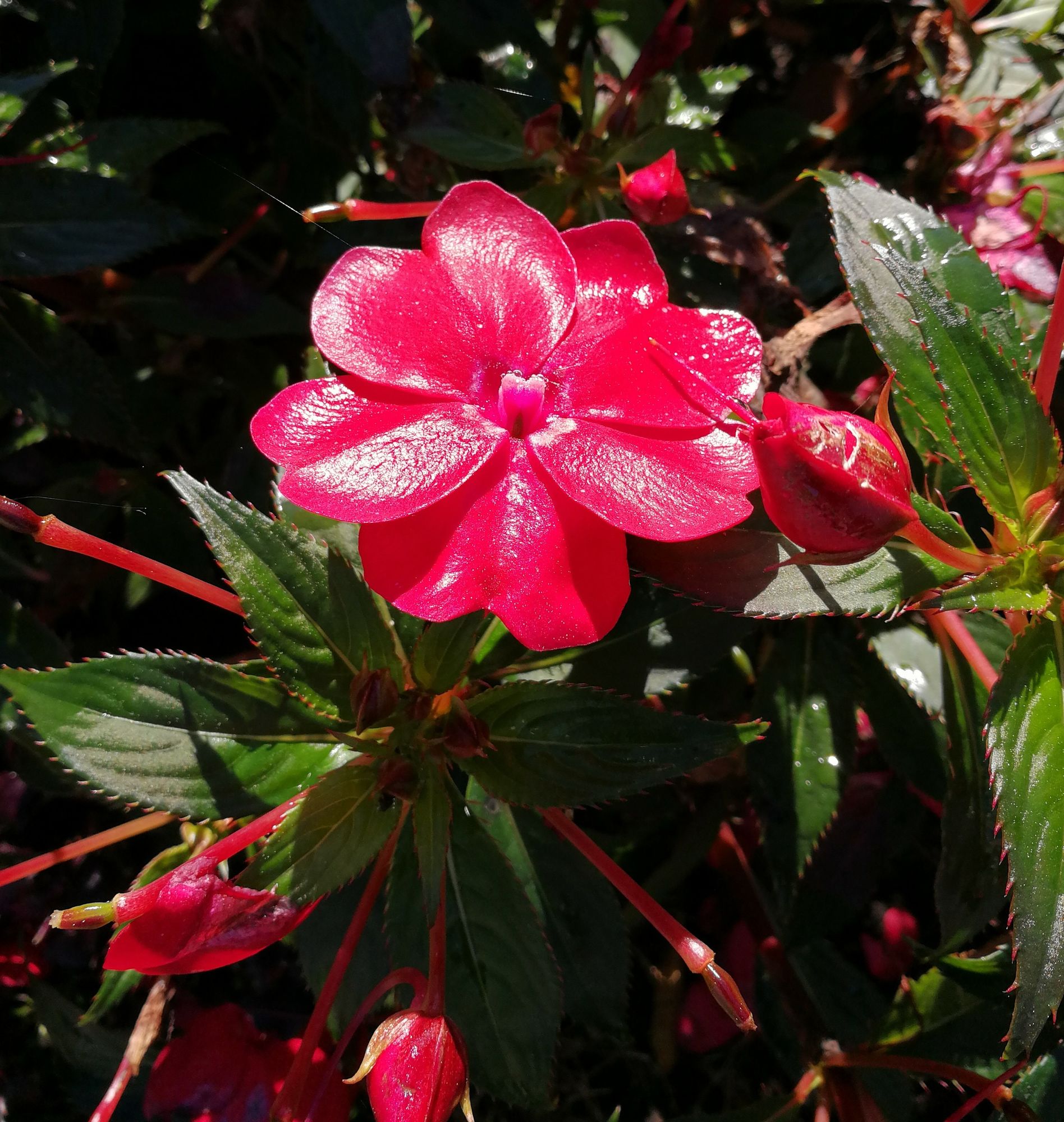 Pinkfarbene Blüte