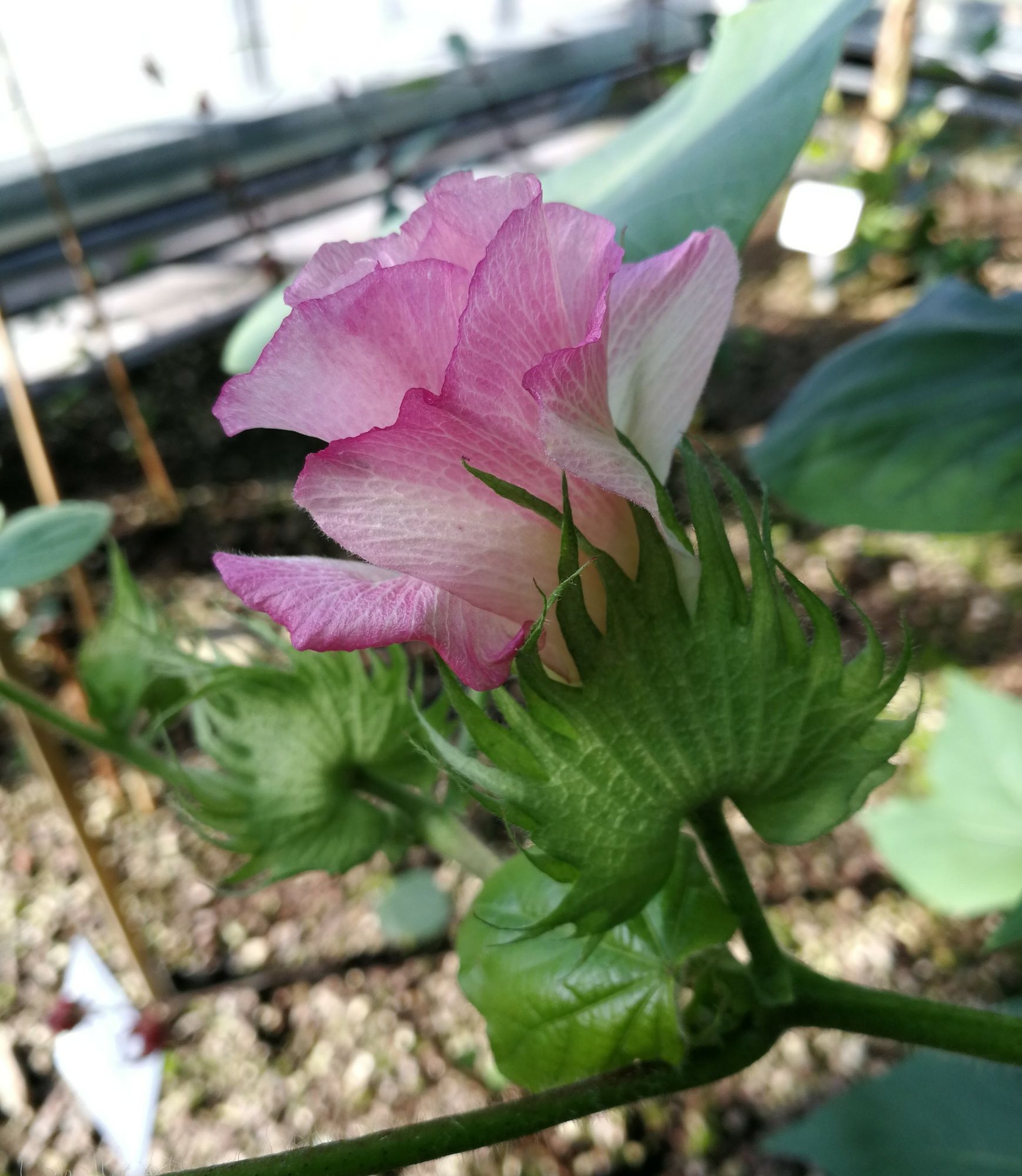 Rosa Blüte ähnlich wie bei einer Rose