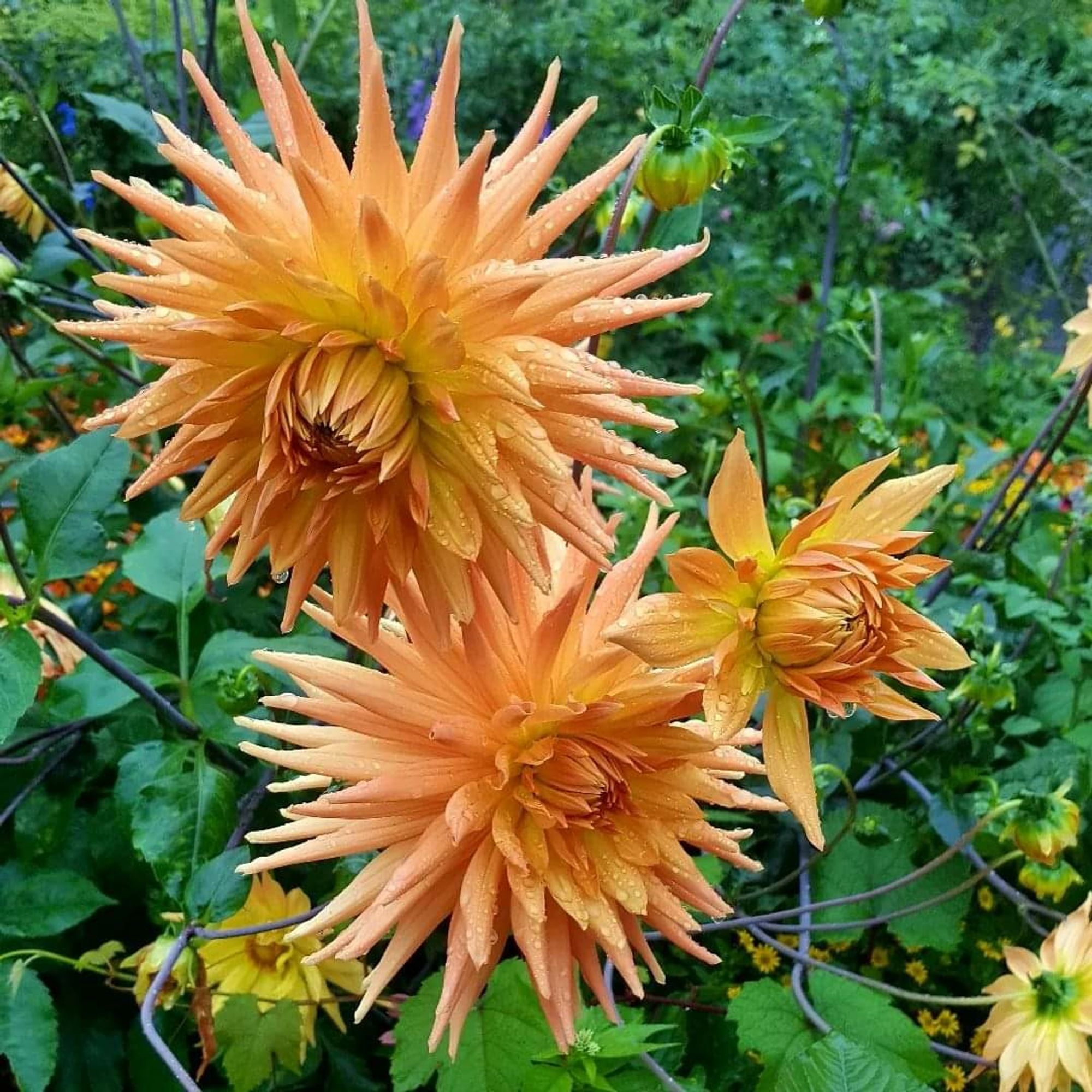 3 große orange Dahlien Blüten umgeben von grünen Blättern