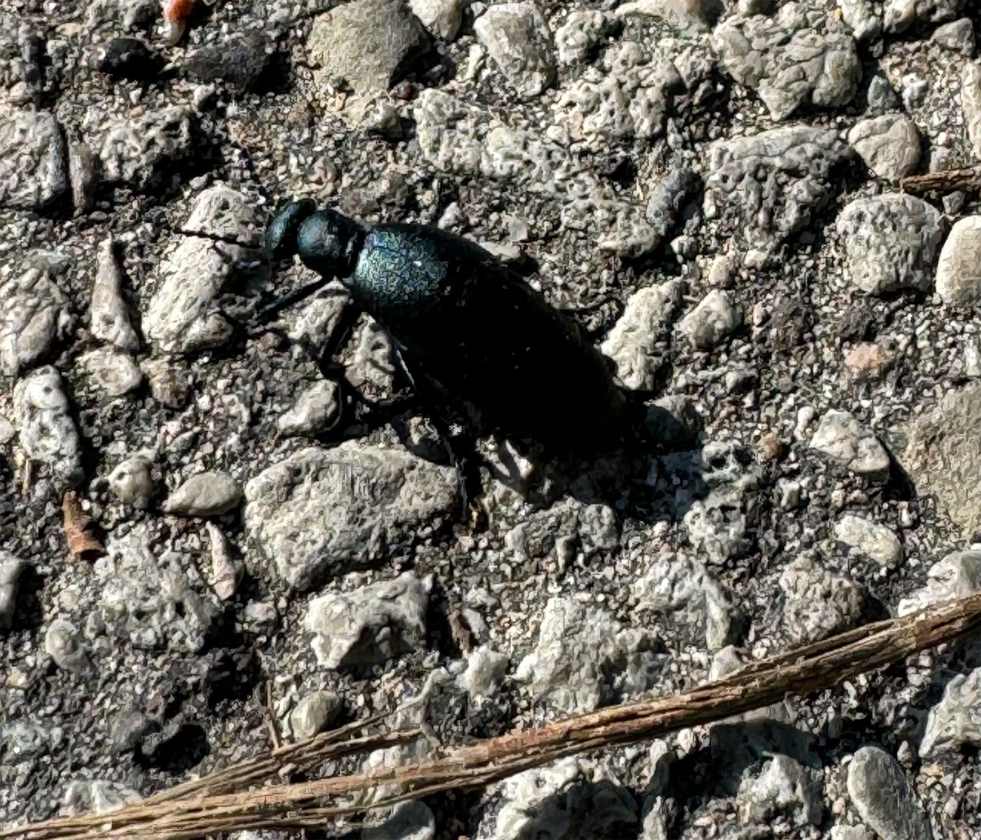 A shiny black beetle is seen crawling on a gravel surface, with the textured stones providing a rough backdrop. The beetle's dark exoskeleton reflects a bit of sunlight, highlighting its sleek body. A small dried twig rests nearby on the rocky ground.