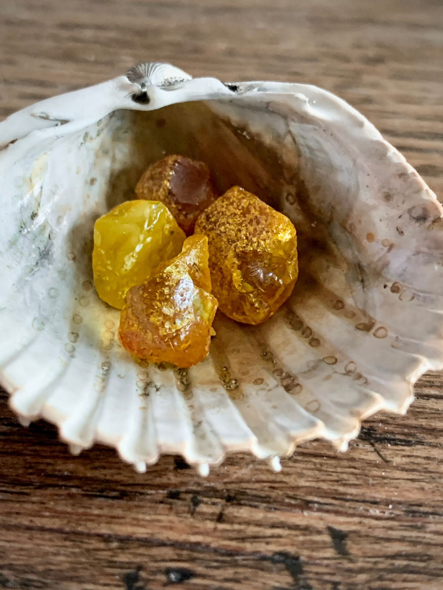 vier kleine Bernsteine (drei honigbraun, einer zitronengelb) liegen in einer Herzmuschelschale, die wiederum auf einer holzartig gemaserten braun/schwarzen Struktur, auf der einige Strandsandkörner zu sehen sind