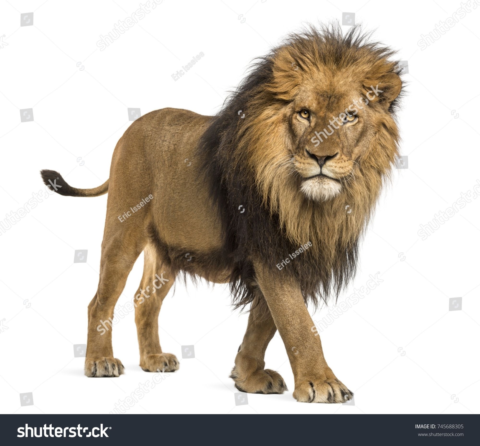 The image features a majestic full-grown lion with a thick, dark mane. It stands on all fours, showcasing its muscular build, and has a focused gaze looking straight ahead. The background is completely white, which highlights the lion as the central focus. Additionally, there are watermarks indicating “shutterstock” and "Eric Isselee" scattered across the image.