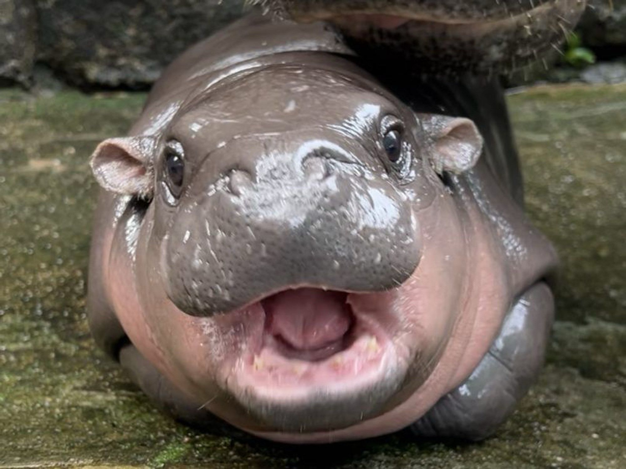 A photo of Moo Deng, a baby pygmy hippopotamus, taken at Moo deng’s height and with Moo Deng directly centred and facing camera with mouth open. Moo Deng looks moist, has adorable little hippo ears, and is mostly shades of grey with pink especially around her mouth and chin. Her ayes are large and dark and the ground looks like liken or such covered dirt or concrete.