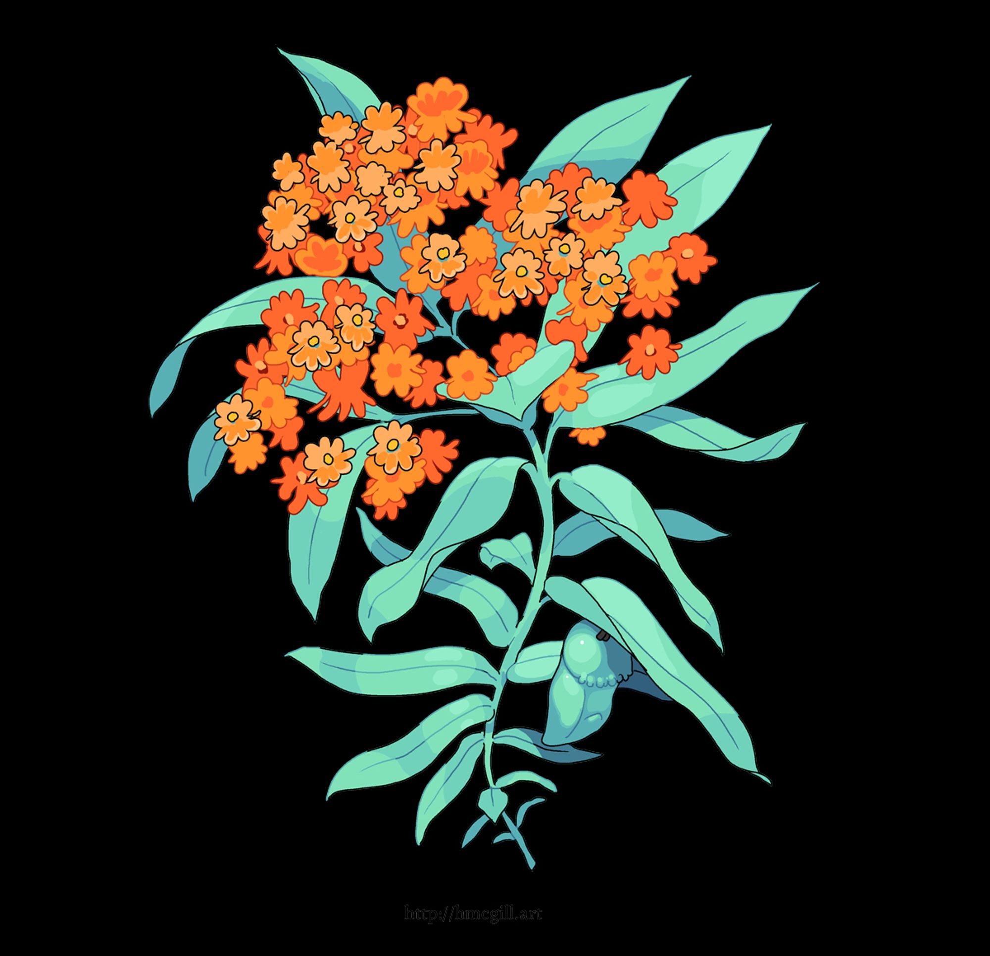 Digital art of a sprig of butterfly milkweed. It's done in a cel-shaded style with a strictly skinny clean outlines, some that are colored and some that are black. The milkweed is blooming with three little pompoms full of tiny orange flowers. Tucked under a single leaf near the bottom of the plant is a hidden cocoon. It's weird how small the cocoon is on this plant. A watermark reads http://hmcgill.art.