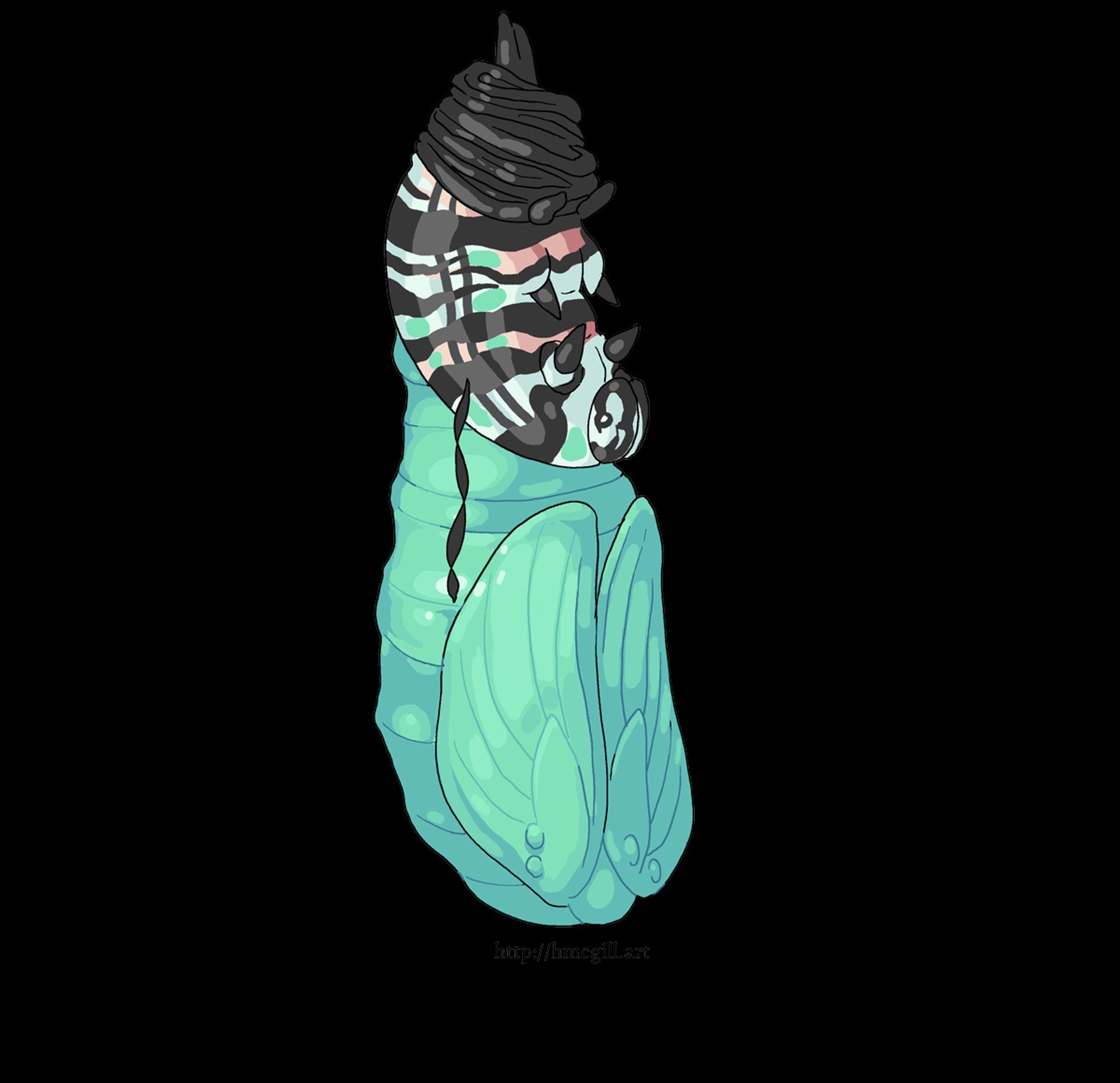 Digital art of a caterpillar mostly pupated, with its body scrunched up at the top into wrinkles and proto-wings clearly visible pressing against the shell of the green cocoon. The scrunchy caterpillar body has thick white, dark gray, and peach stripes. The art style has thin outlines and cel shading. Watermark at the bottom: http://hmcgill.art.