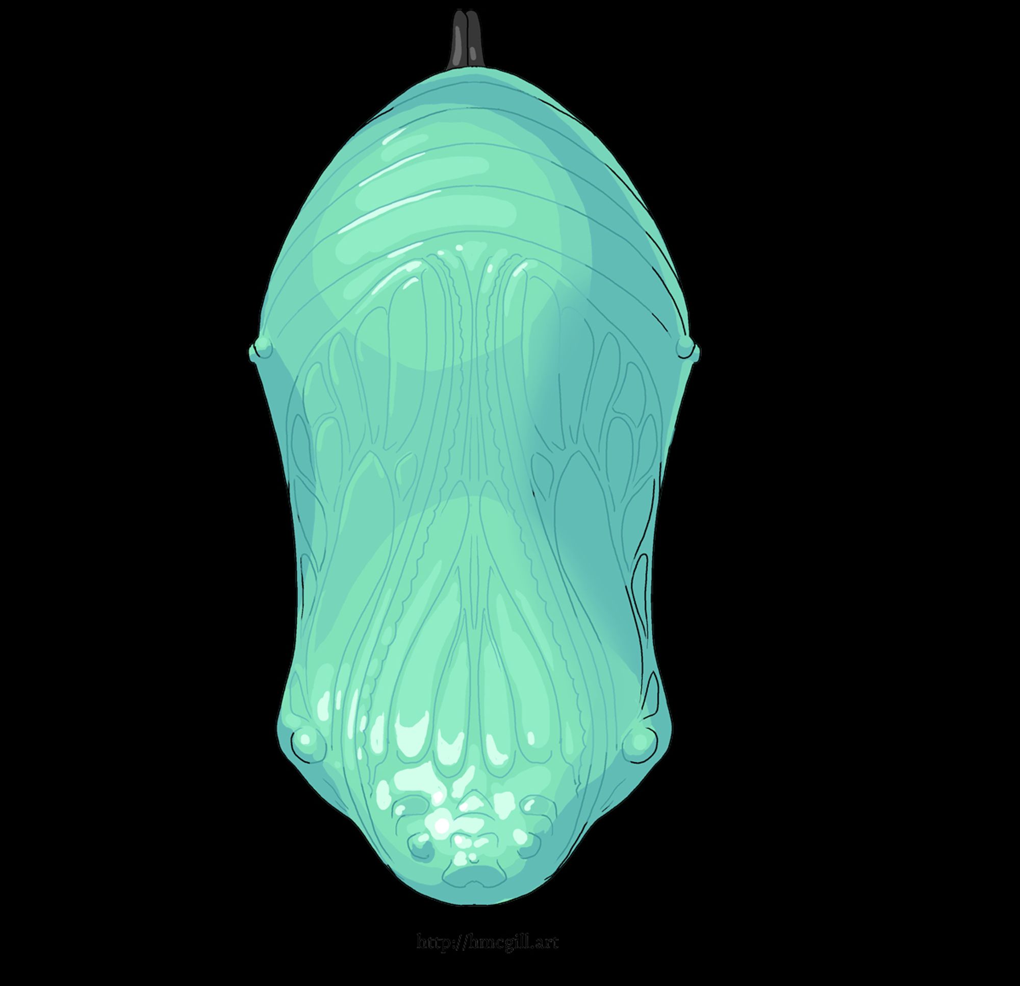 Digital art of a smooth monarch butterfly chrysalis. The art style is cel-shaded with minor amounts of soft shading, and very delicate thin lineart. The chrysalis is seafoam green with subtle shine. The veins of the future butterfly's wings can be seen through the shell.