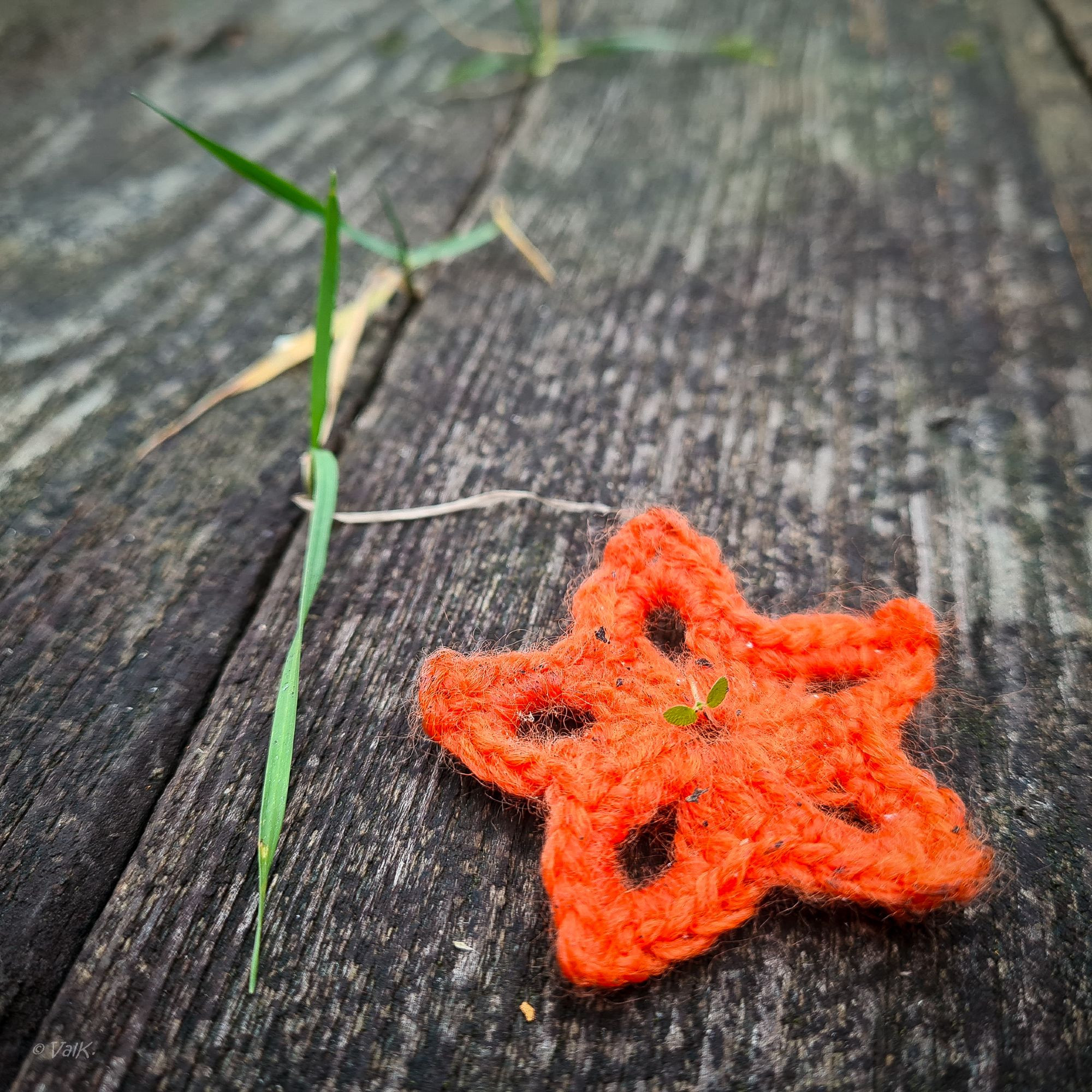 description alternative : étoile à 5 branches en laine orange faite au crochet avec une mini plante qui pousse en plein milieu