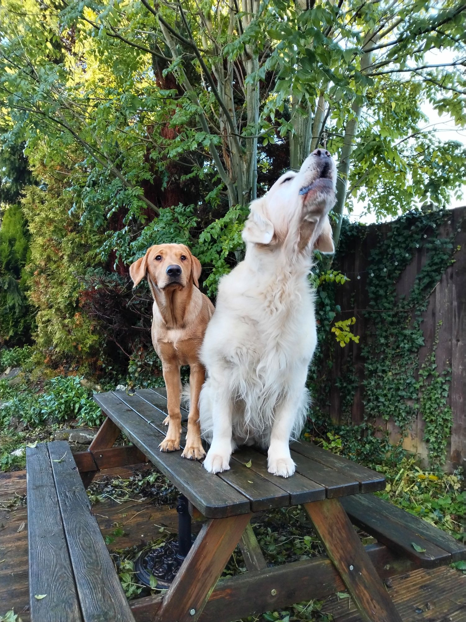 A golden retriever and a labrador retriever on an old picnic bench. Their outside seating, where they sit and watch the birds on the feeders. 