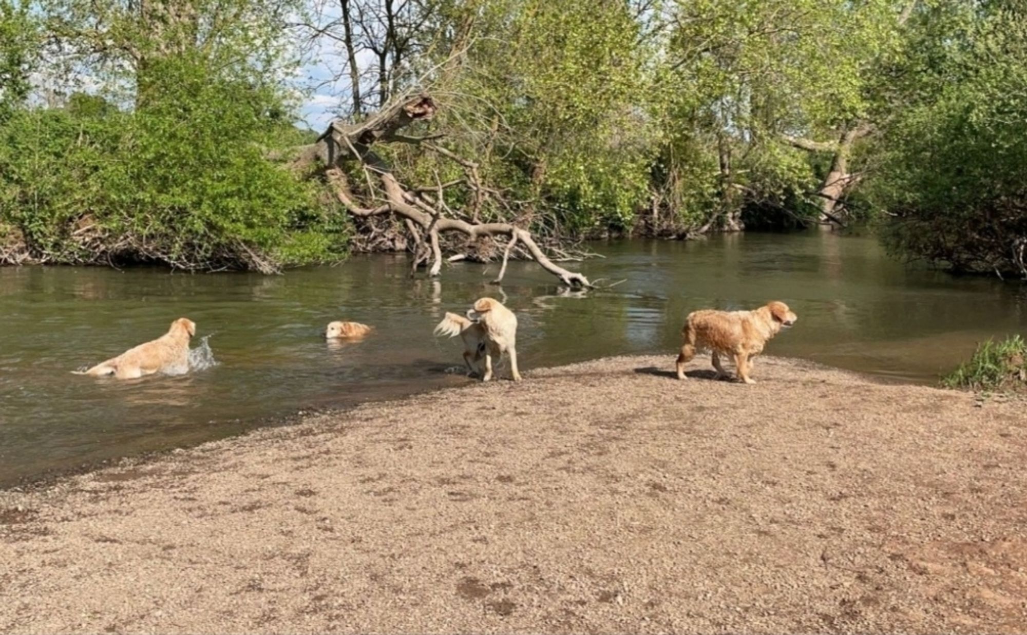 Retrievers in the River Lugg.