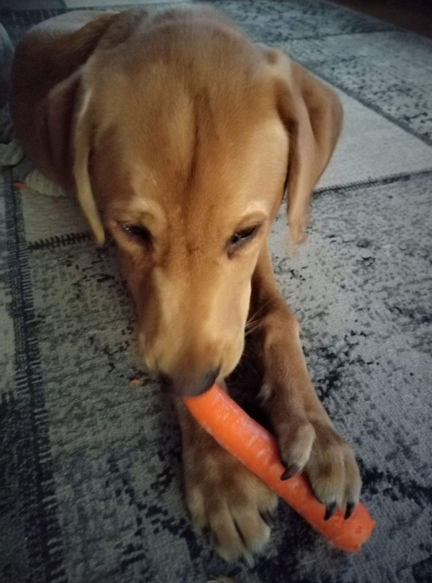 Puppy eating a carrot 