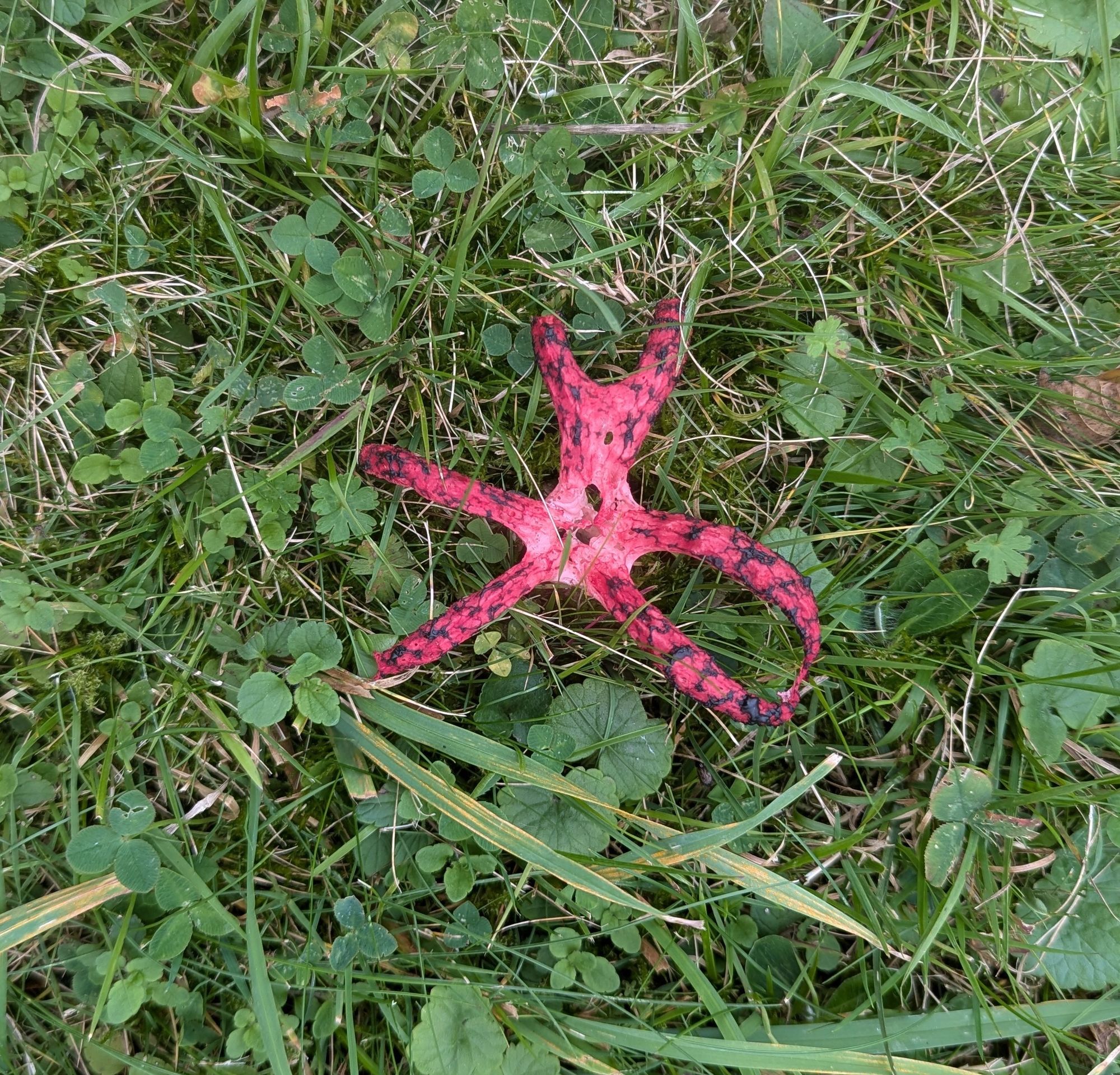 Roter krakenartiger Pilz auf grüner Wiese.