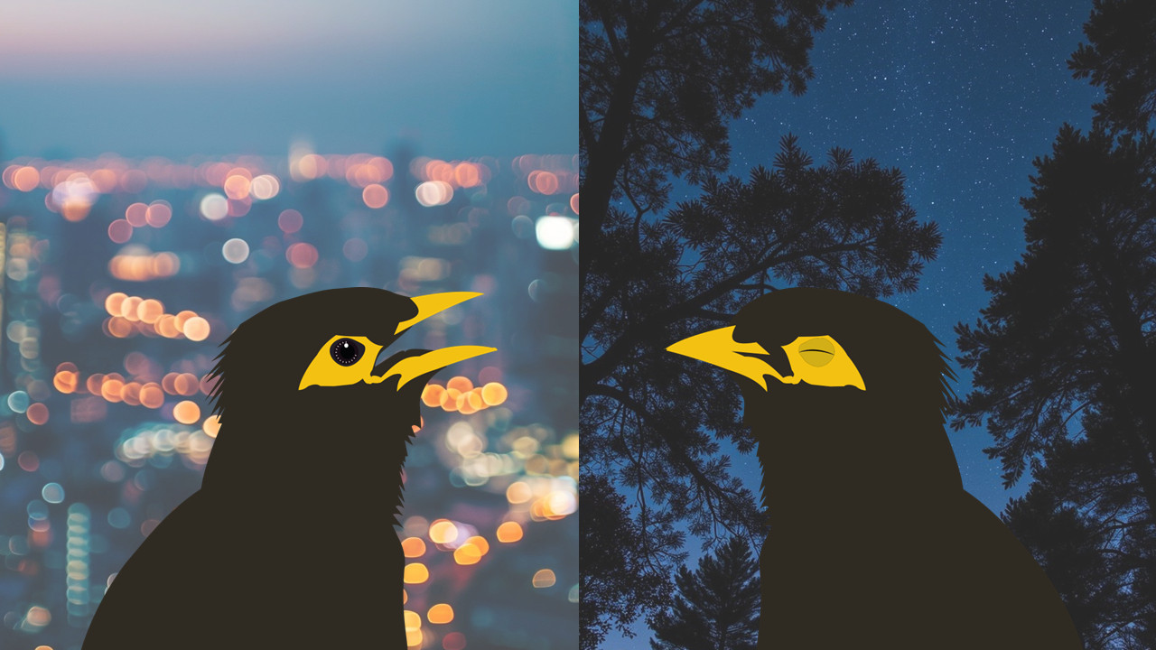 illustrations of an awake common myna with lights of a city in the background, and of a sleeping common myna with trees and a dark sky in the background.