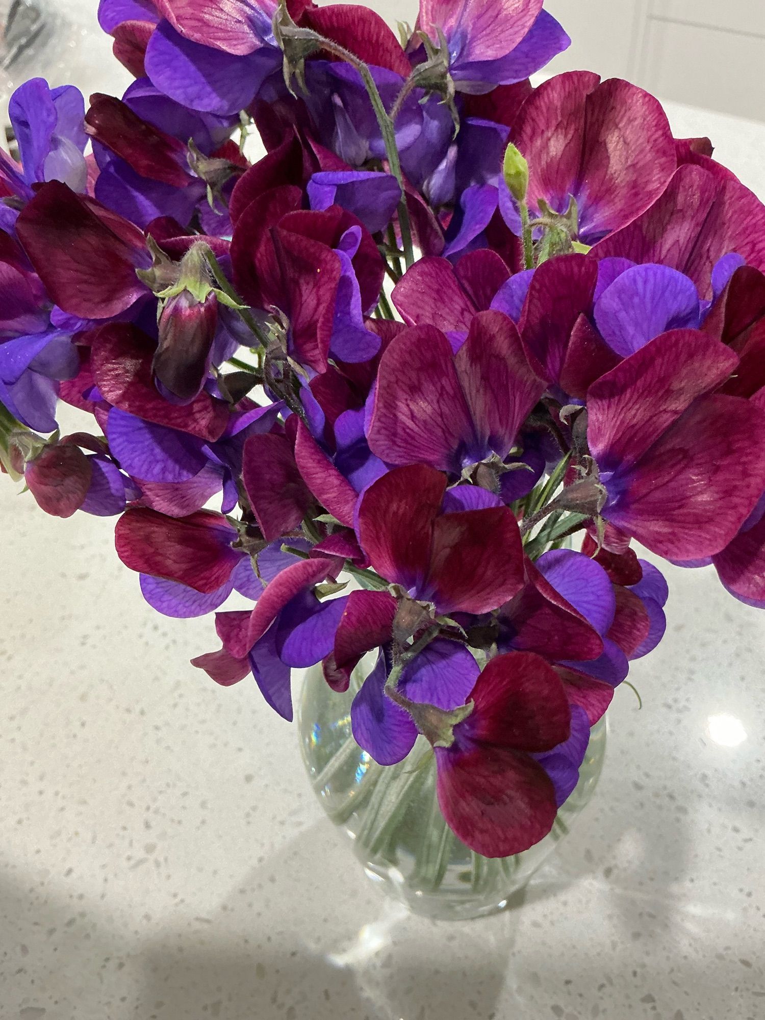 Massif deep purple and maroon sweet pea flowers in clear glass vase on white and grey counter top.